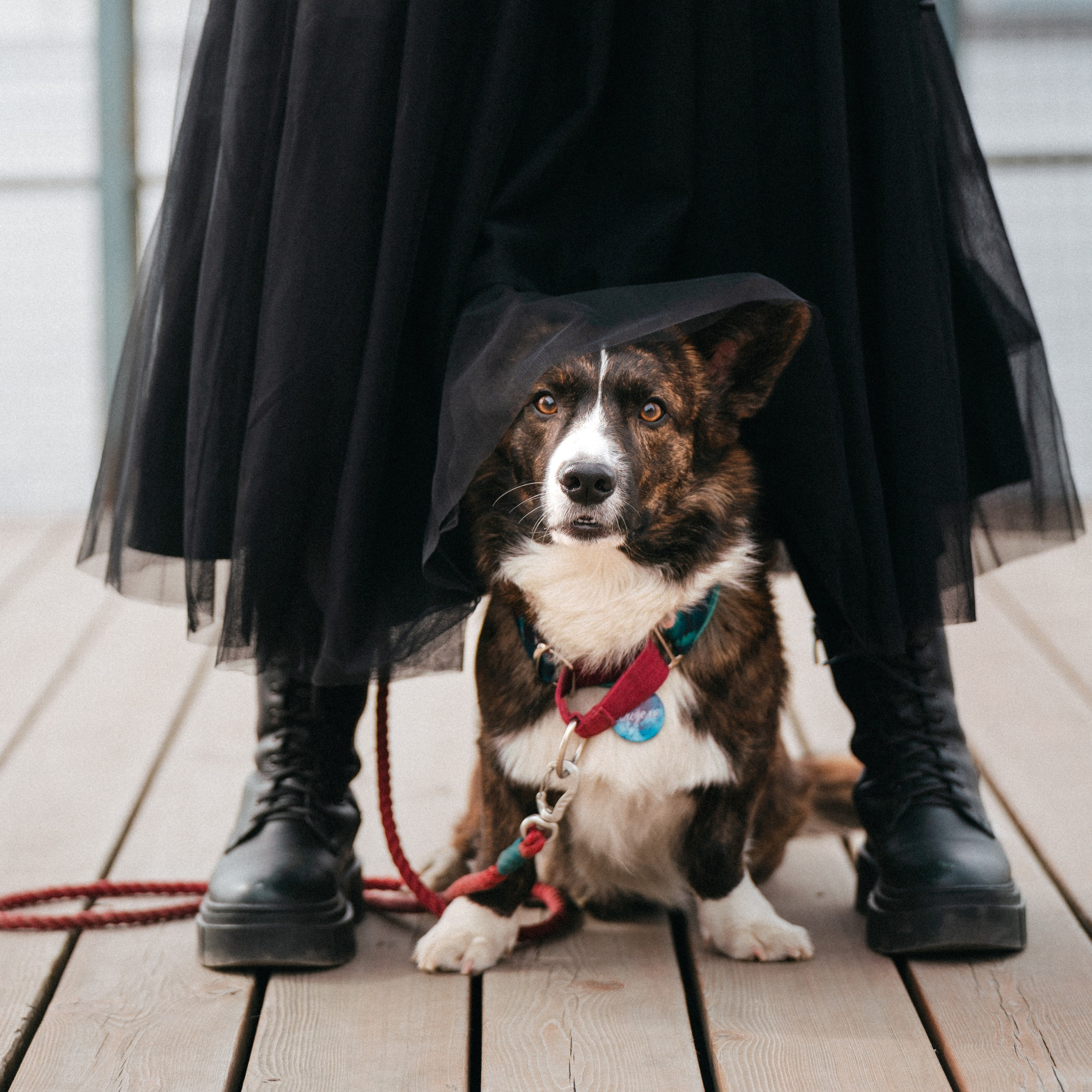 Мастер класс. Фотограф анималист Осипчикова Мария