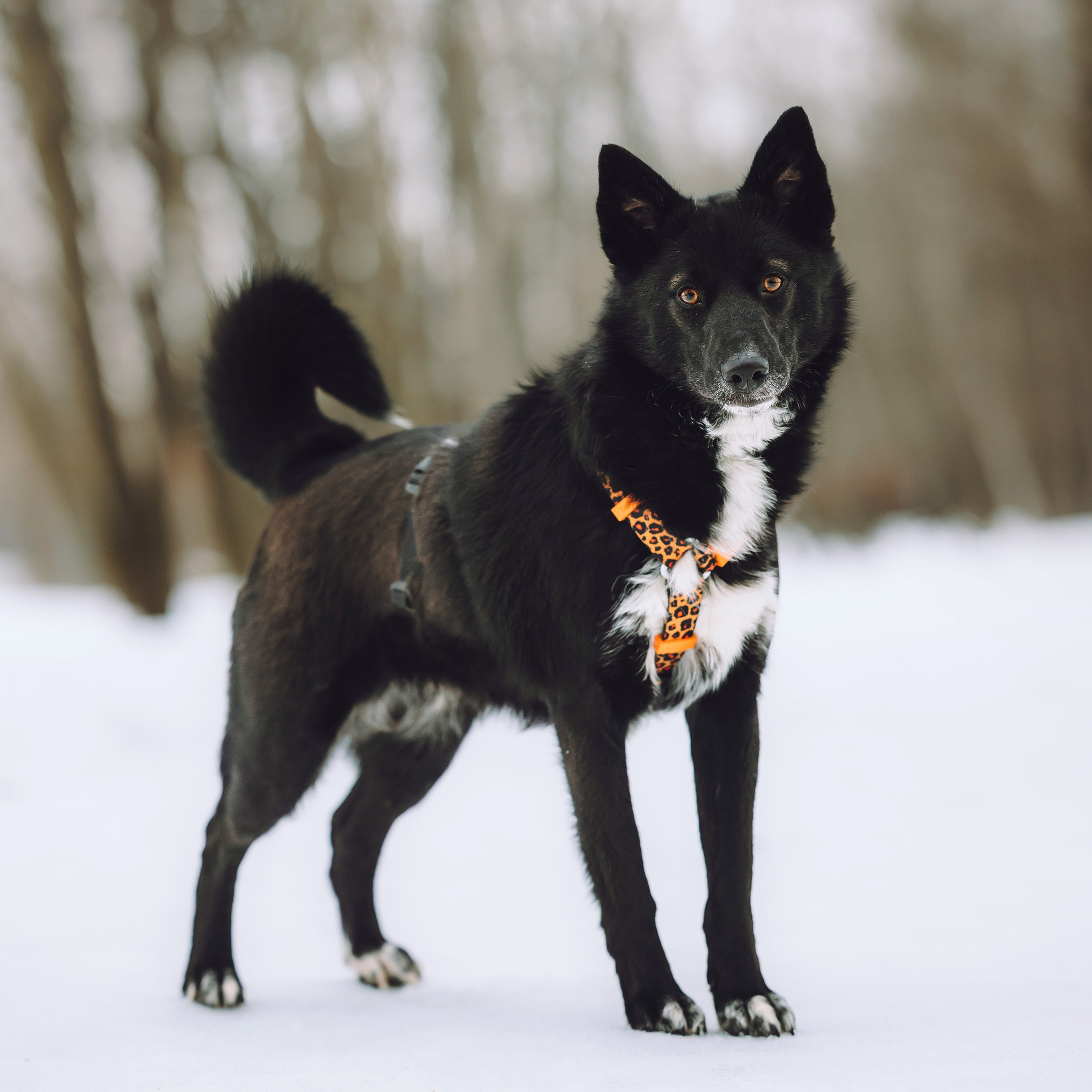 Ищут дом. Забери домой друга