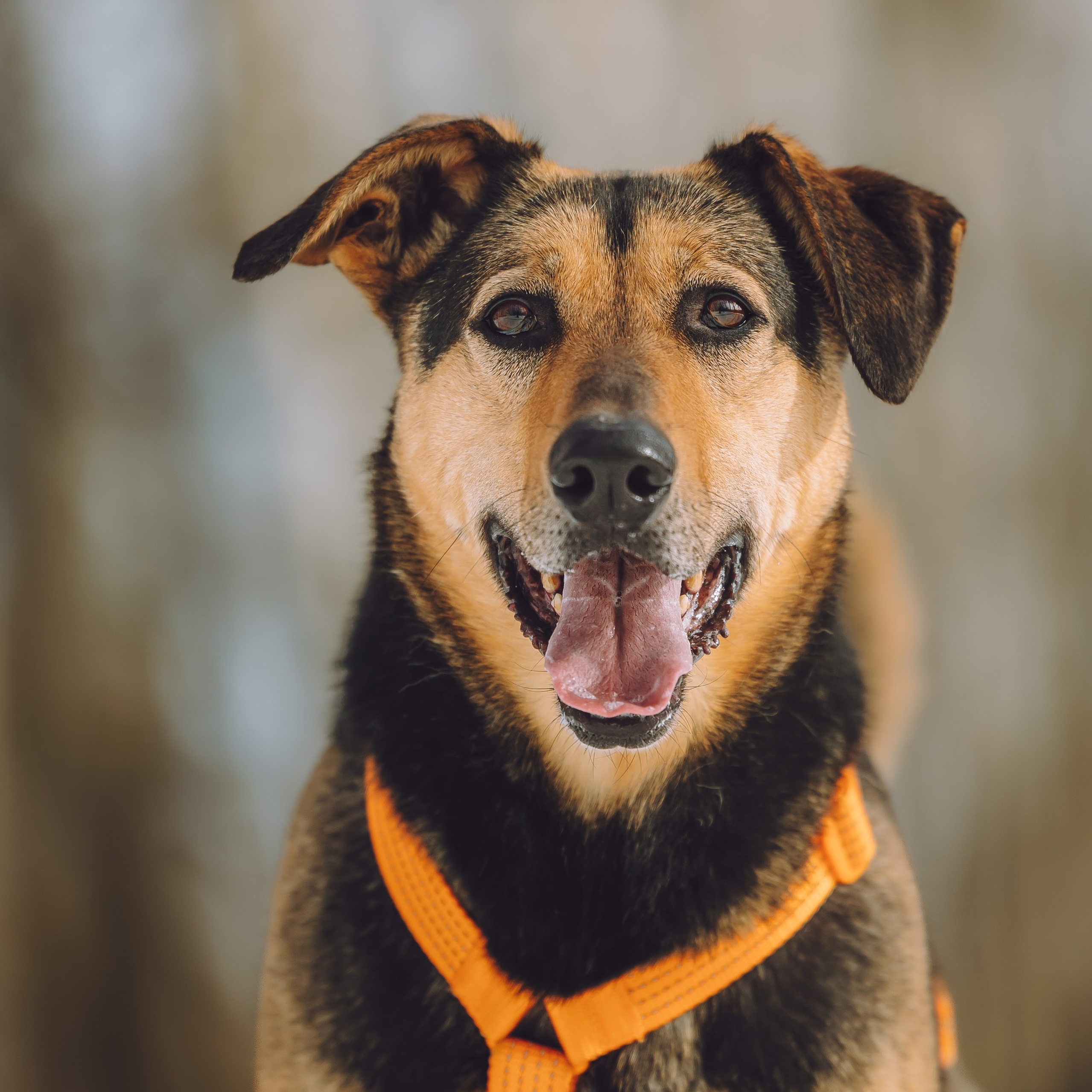 Ищут дом. Забери домой друга