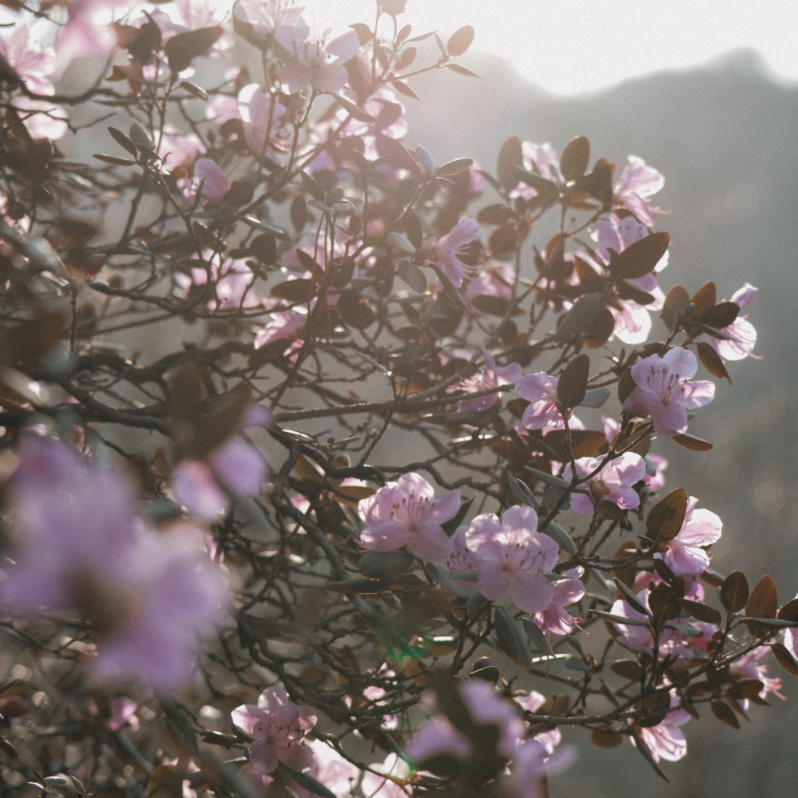 Цветение маральника на Алтае 2026. Фотограф. Алтай