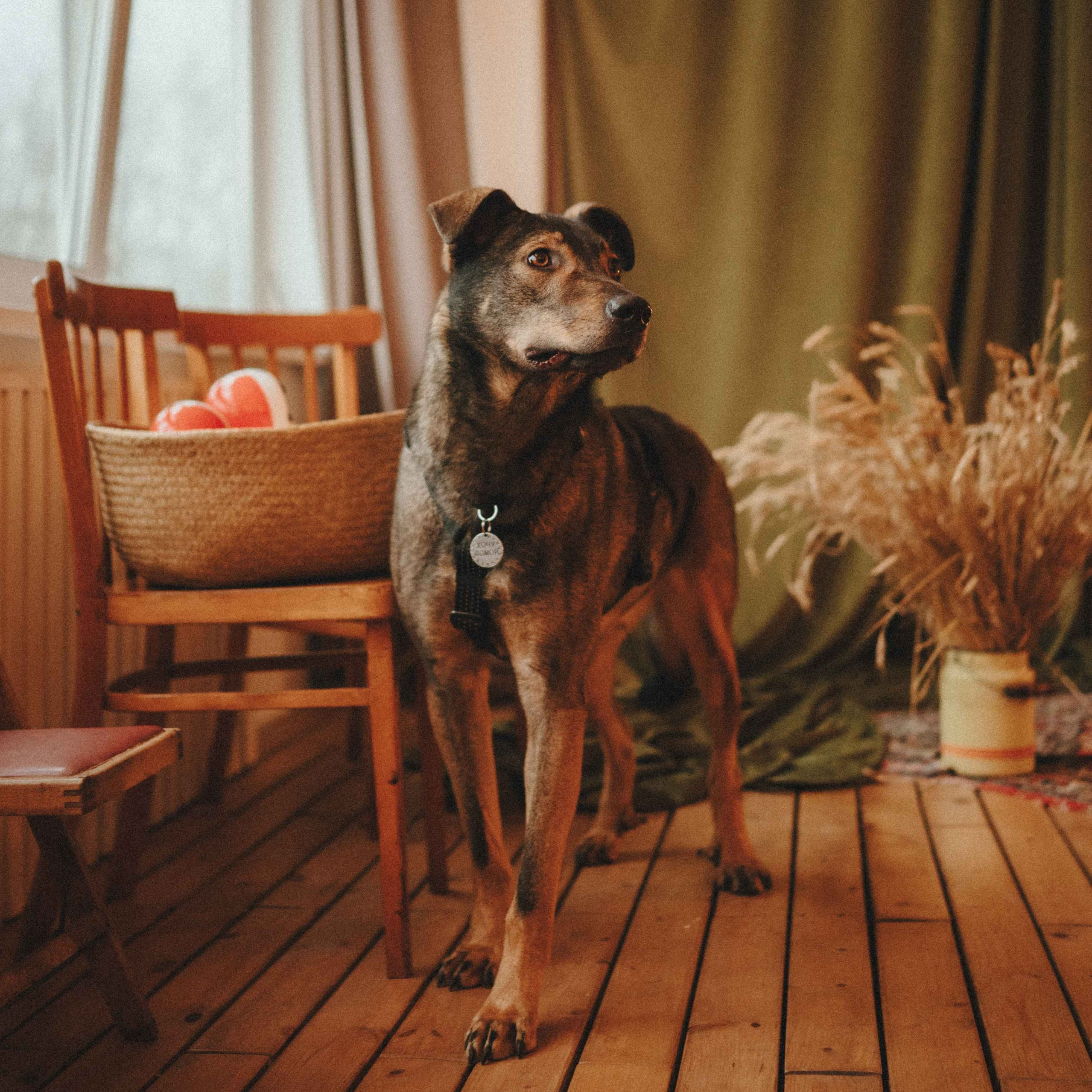 Ищут дом. Забери домой друга