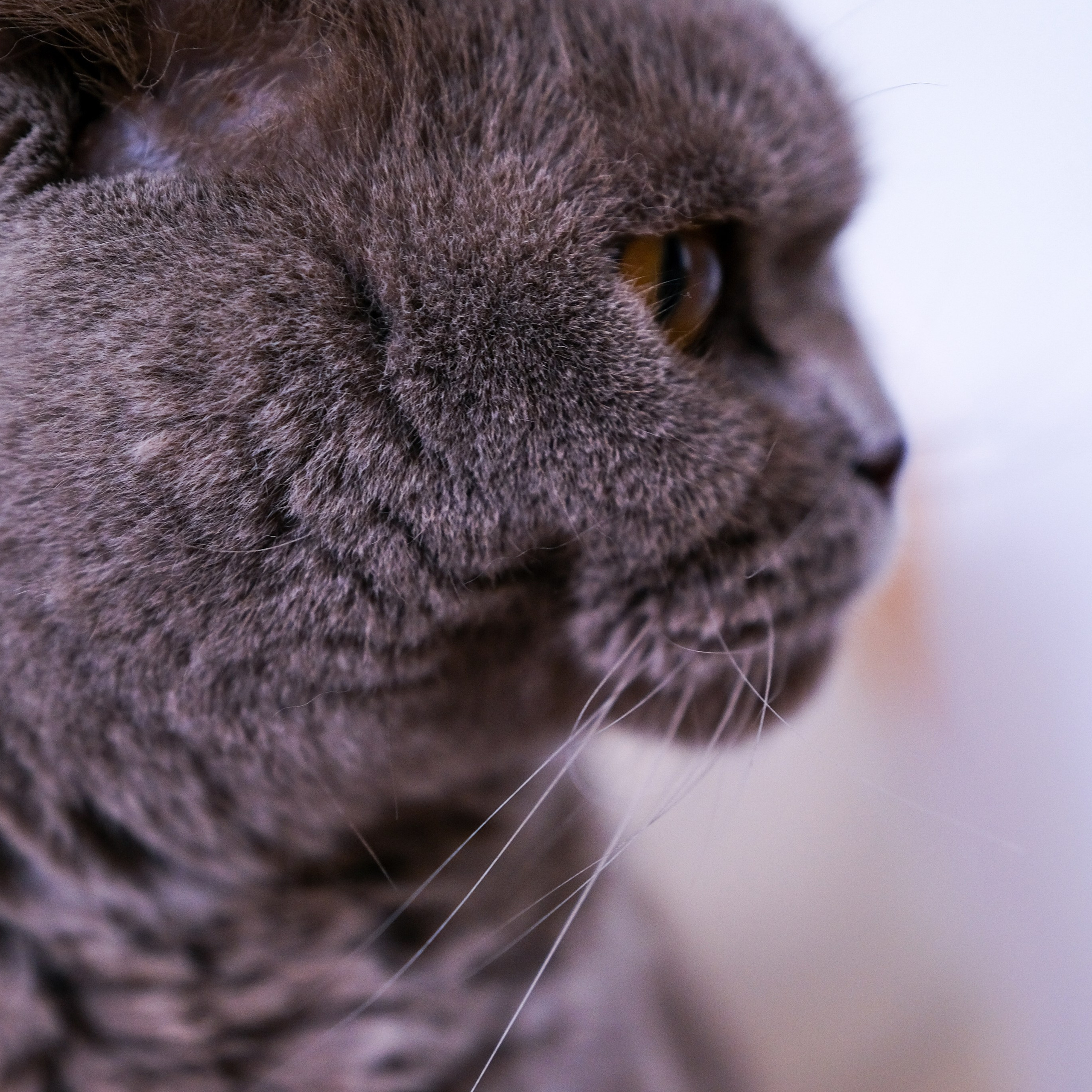 Bio and contacts. Sia Levine Design