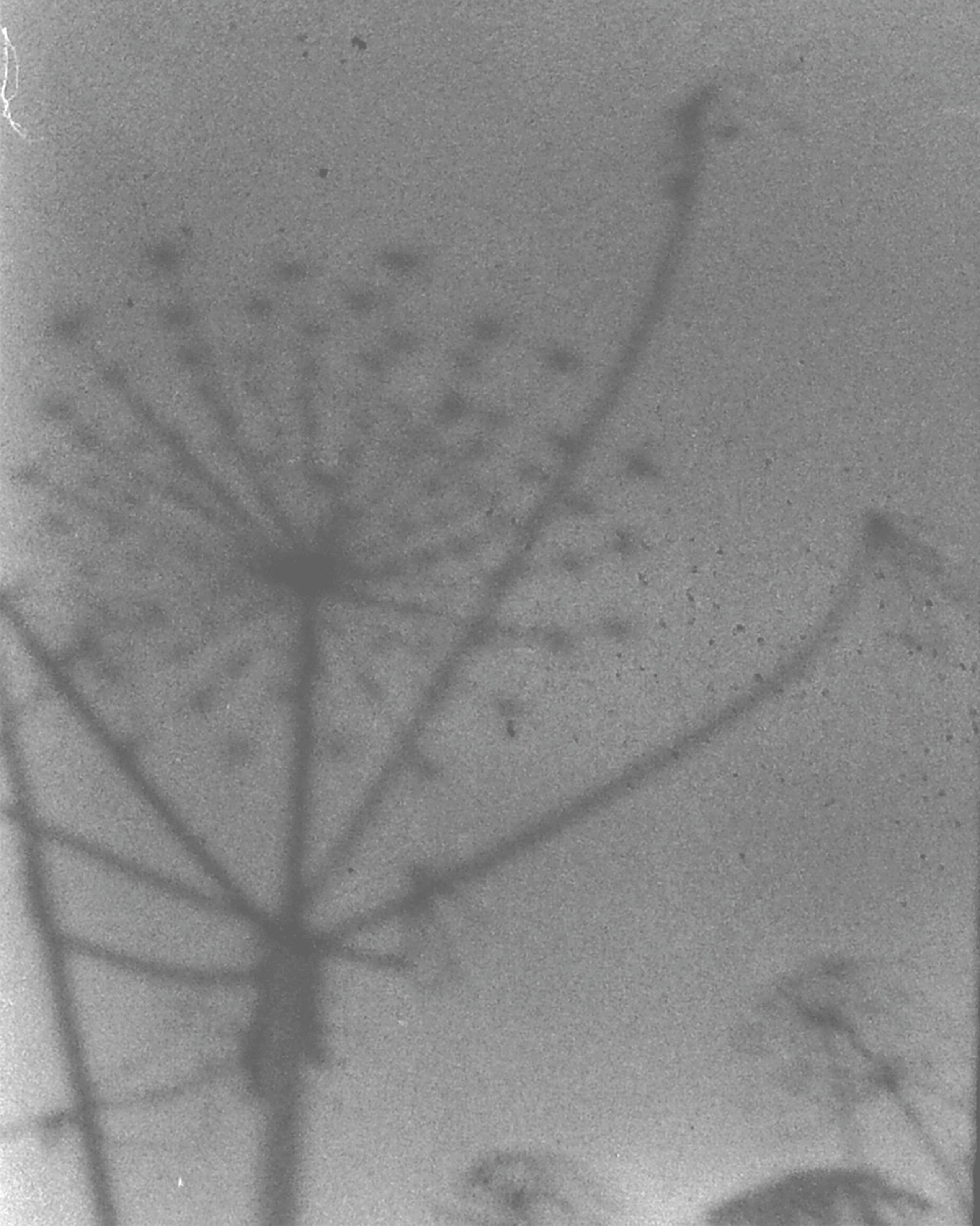 Trinity (2023 — in progress). Julia Gorbunova