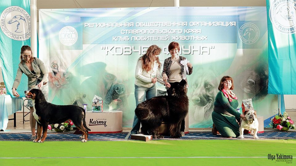 Победы на выставках собак питомника Санбёдс. Питомник Больших Швейцарских Зенненхундов в Калужской области