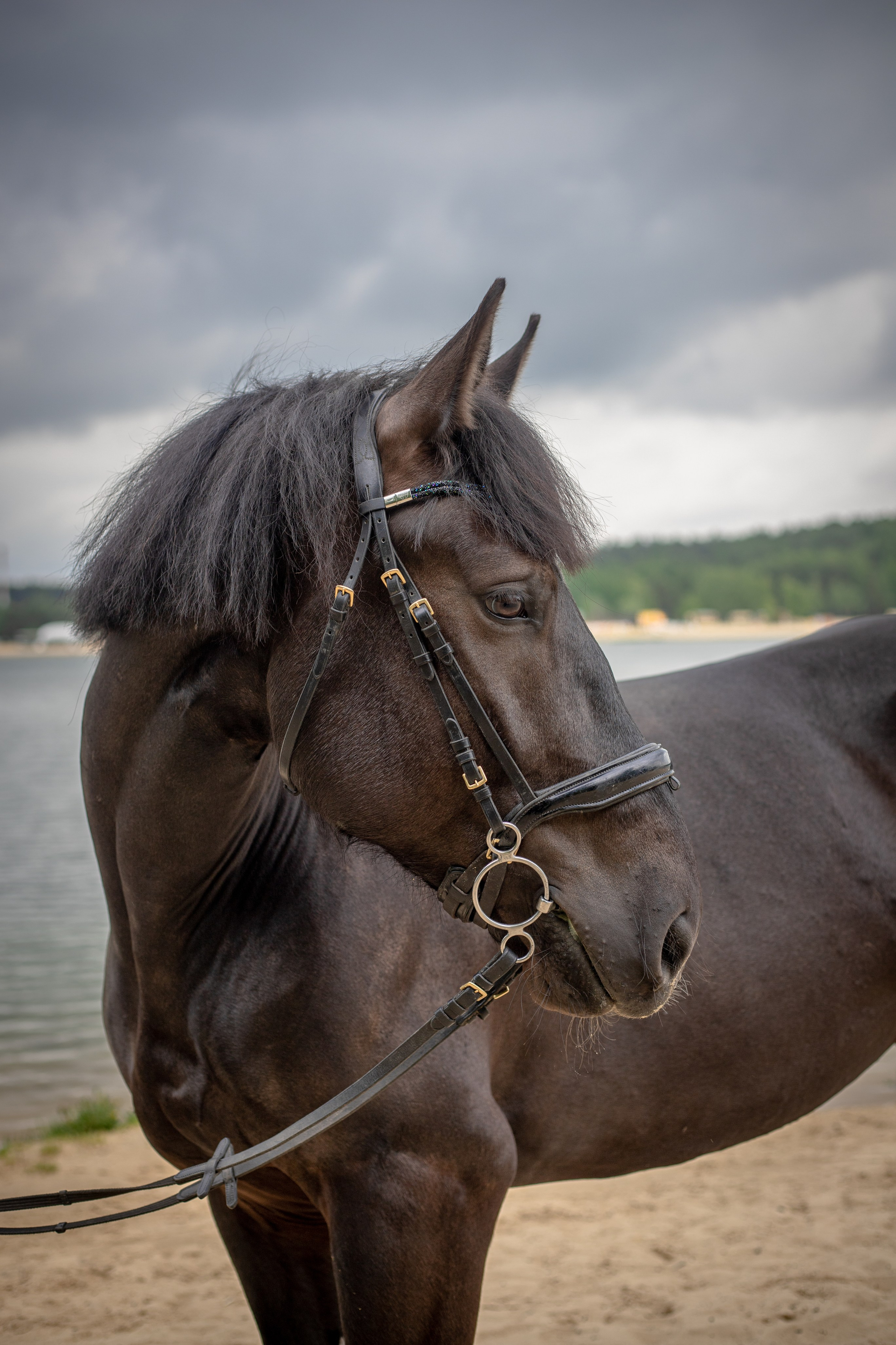Фотосессии с лошадьми в Москве и МО