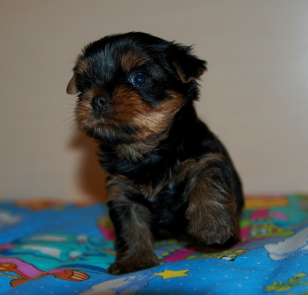 Дэнстайл Хуч. Питомник Йоркширских терьеров Дэнстайл в Санкт-Петербурге заводчик Тих