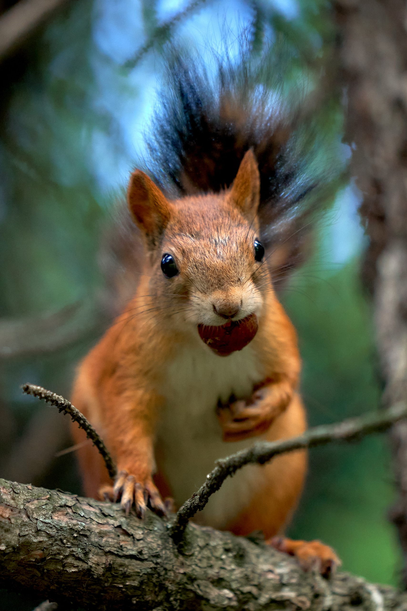 белка на дереве дикая природа