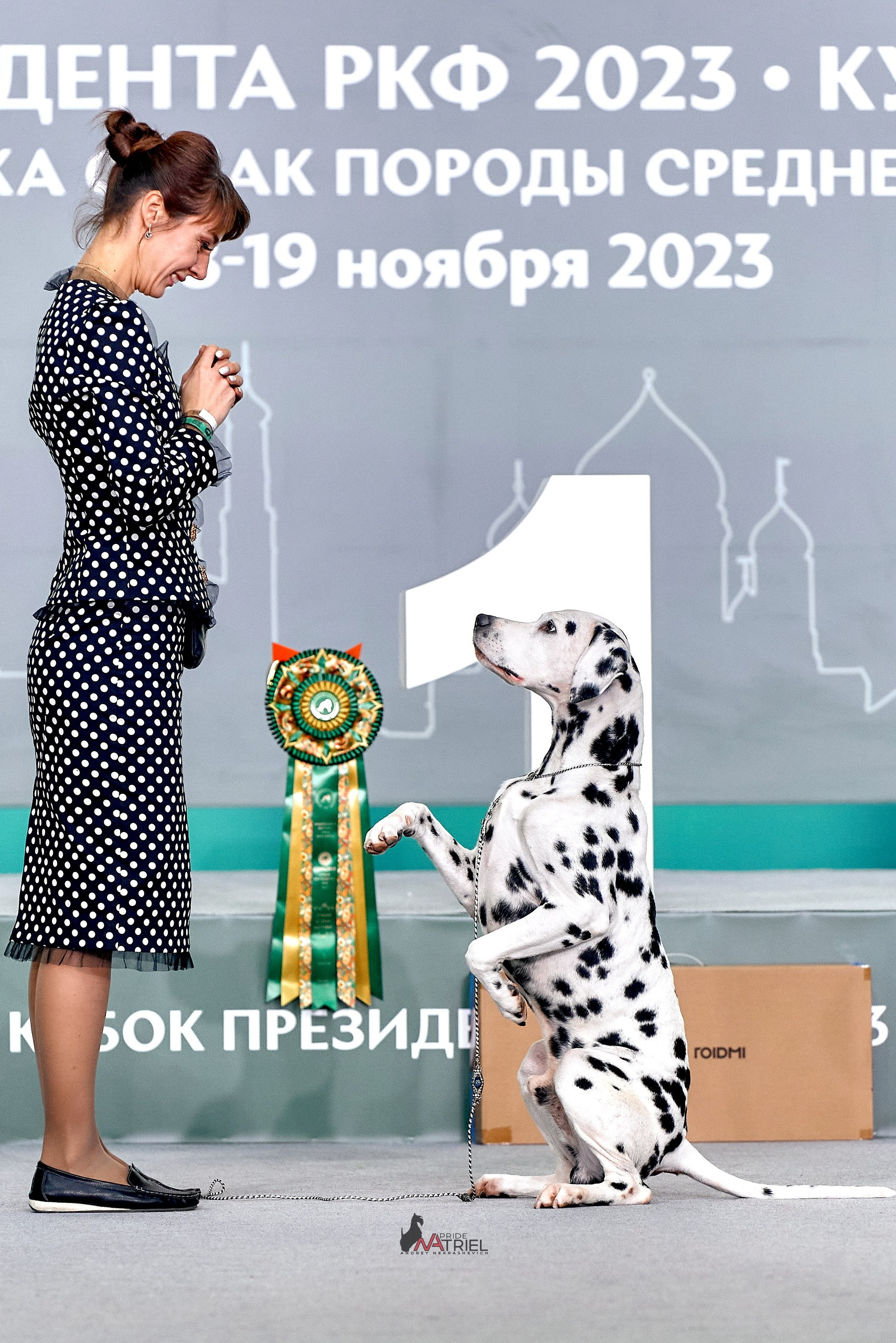 съемка на выставках собак хэндлер хендлер