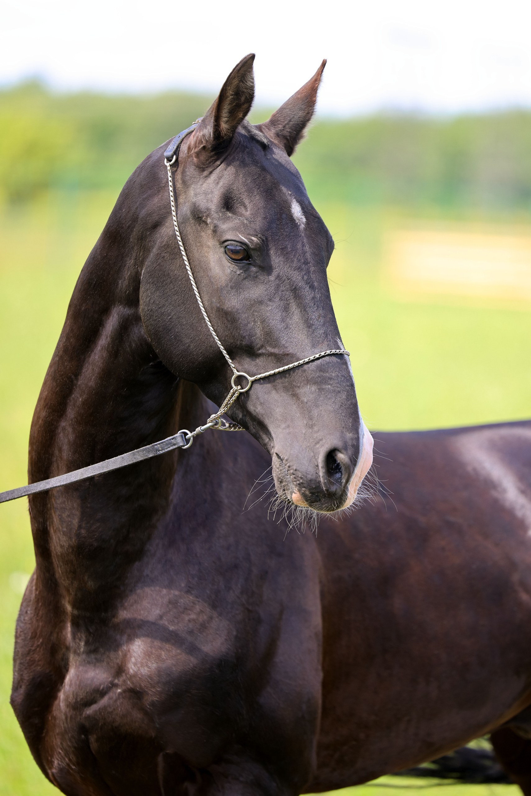 Аламир-Шах. Продажа ахалтекинских и полукровных лошадей