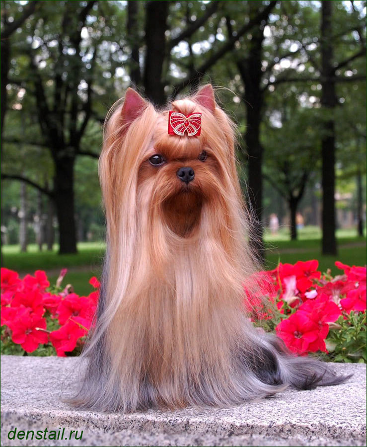 Дэнстайл Империя. Питомник Йоркширских терьеров Дэнстайл в Санкт-Петербурге заводчик Тих