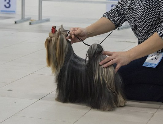 2016 г Результаты выставок. Питомник Йоркширских терьеров Дэнстайл в Санкт-Петербурге заводчик Тих