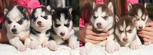 Племенная книга питомника Ice Fantasy. Ice Fantasy kennel: professional breeding of Siberian huskies and wels