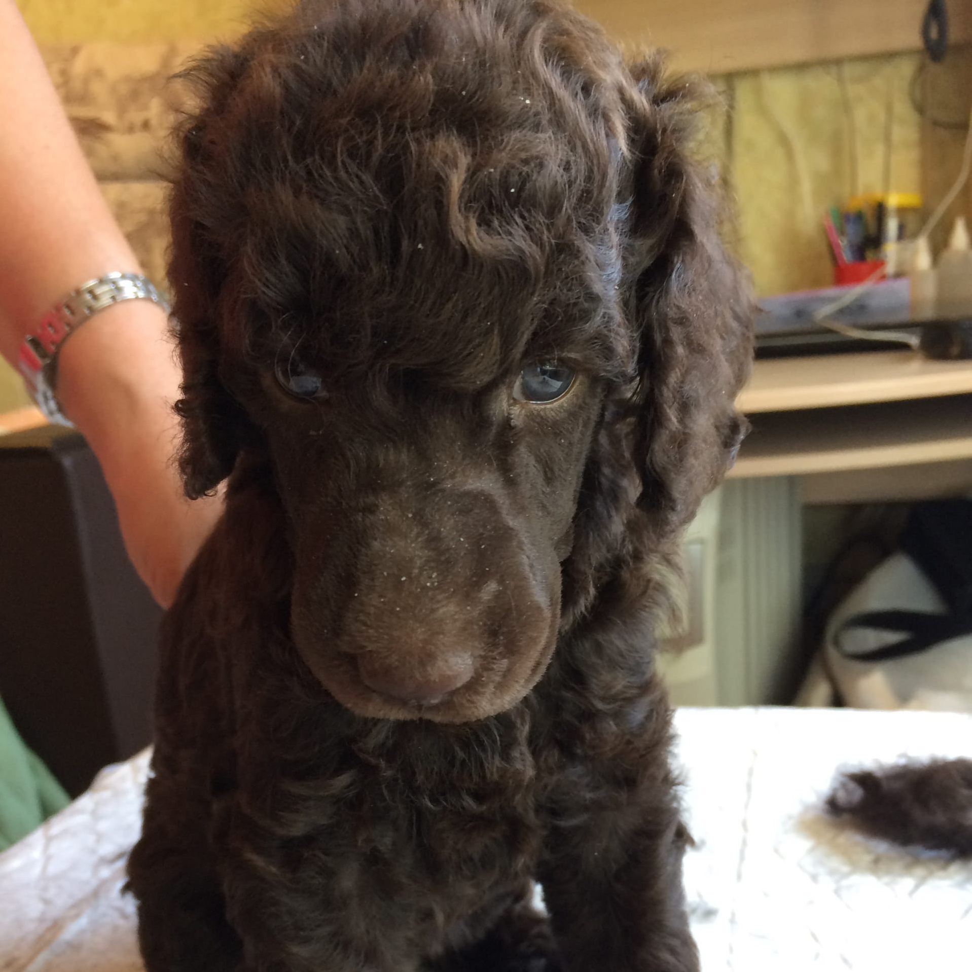 Щенки в питомнике. Питомник Больших Пуделей «Мое Соло»