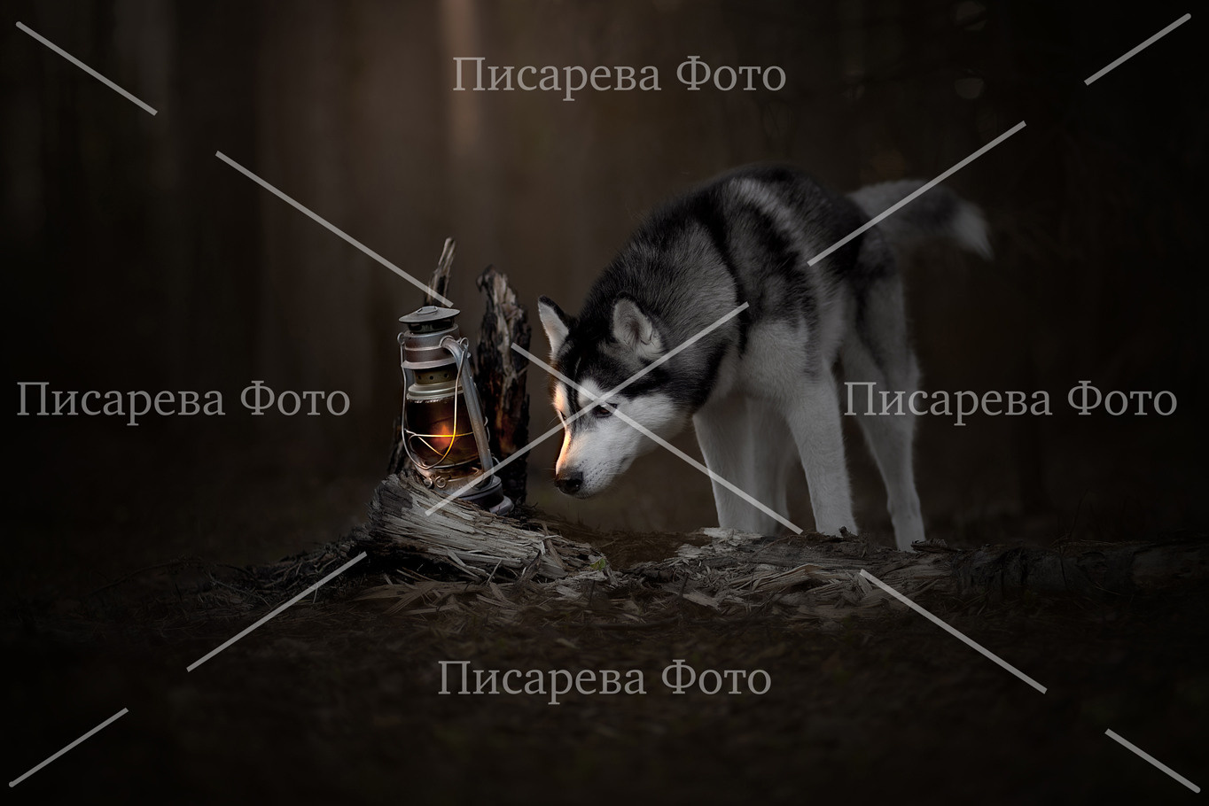 Собака породы Сибирский Хаски в темном лесу