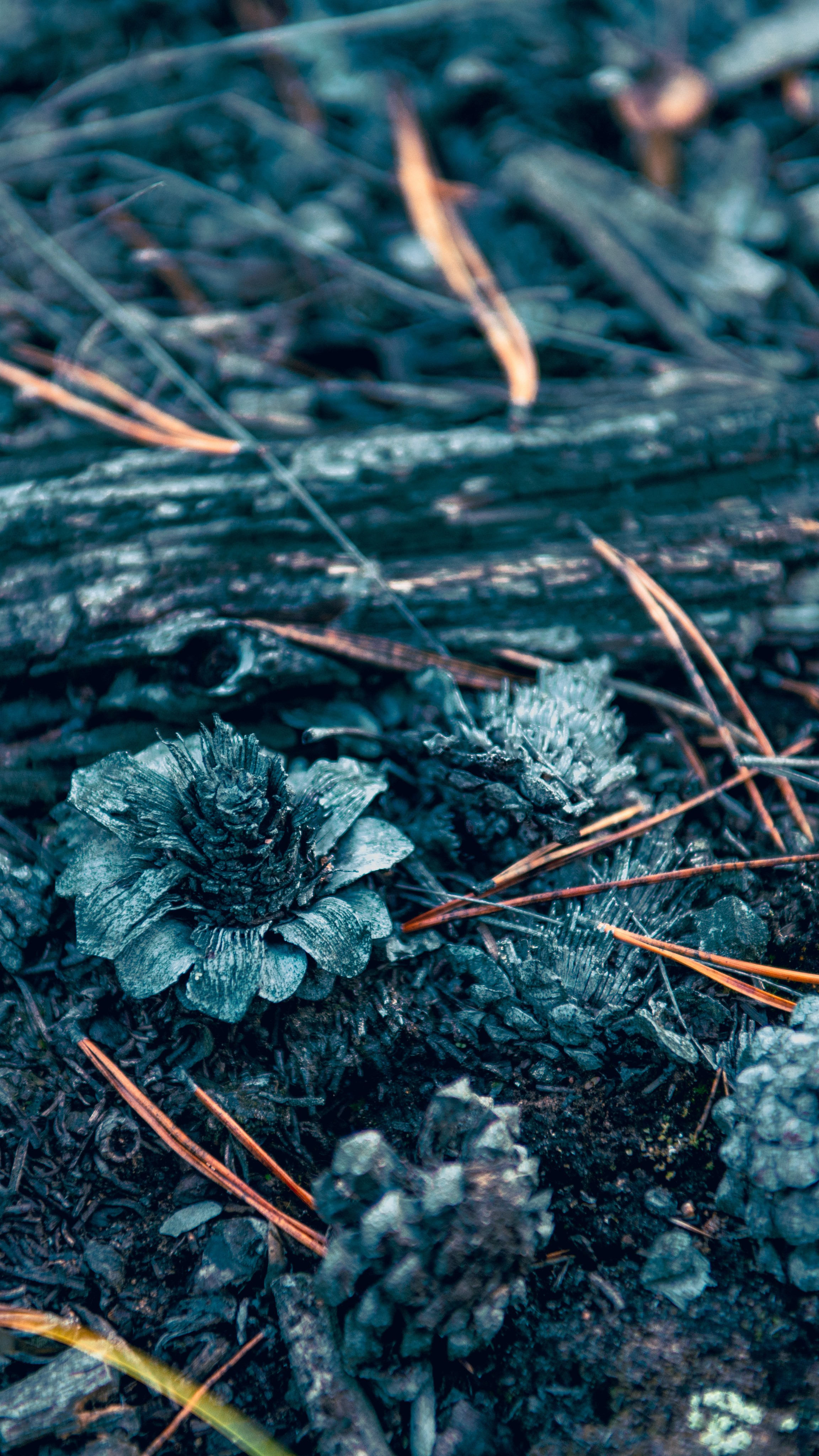 Прогулка. Профессиональная High-End Ретушь | Ретушер и предметный фотограф Алла Белова