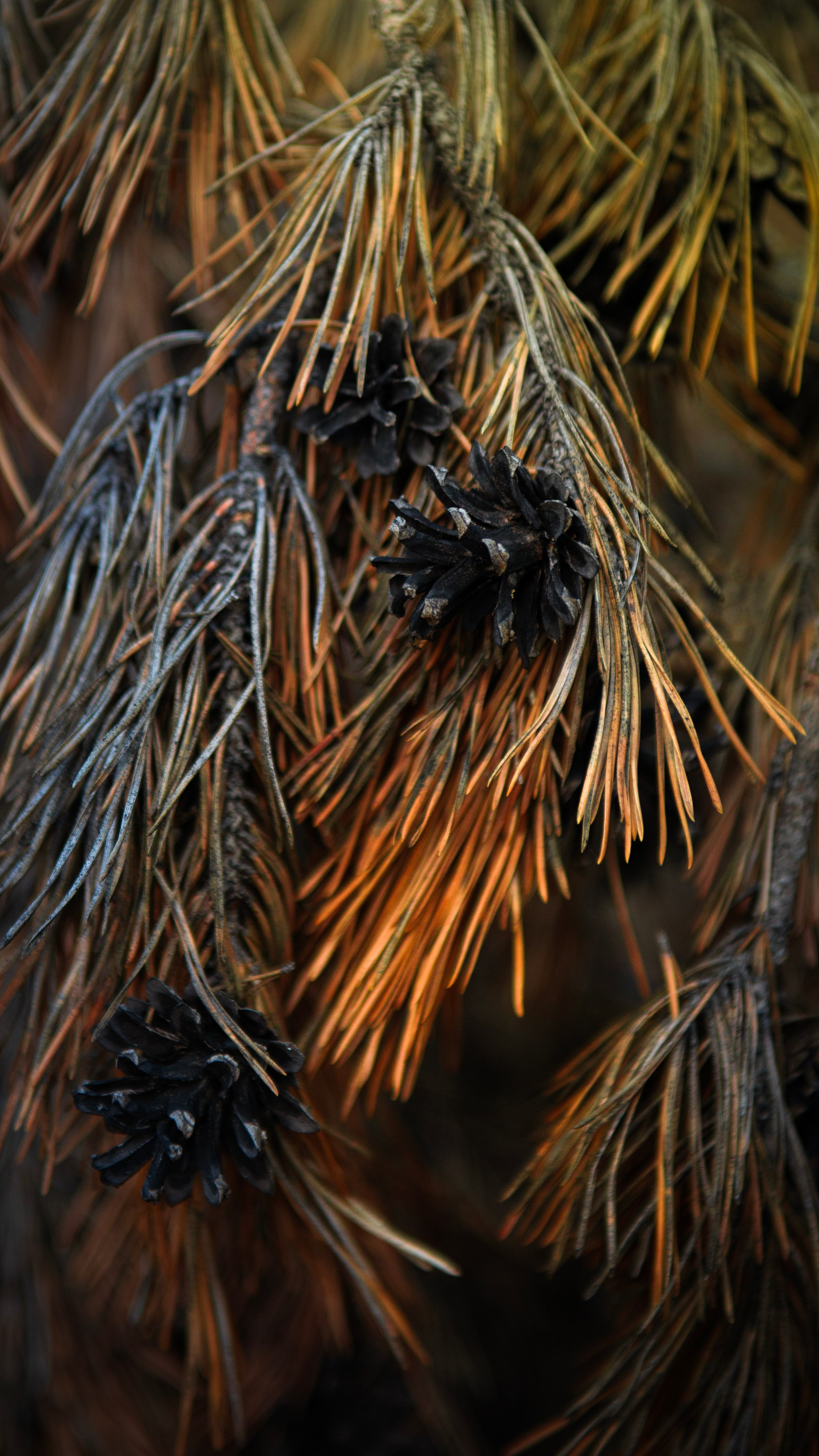 Прогулка. Профессиональная High-End Ретушь | Ретушер и предметный фотограф Алла Белова