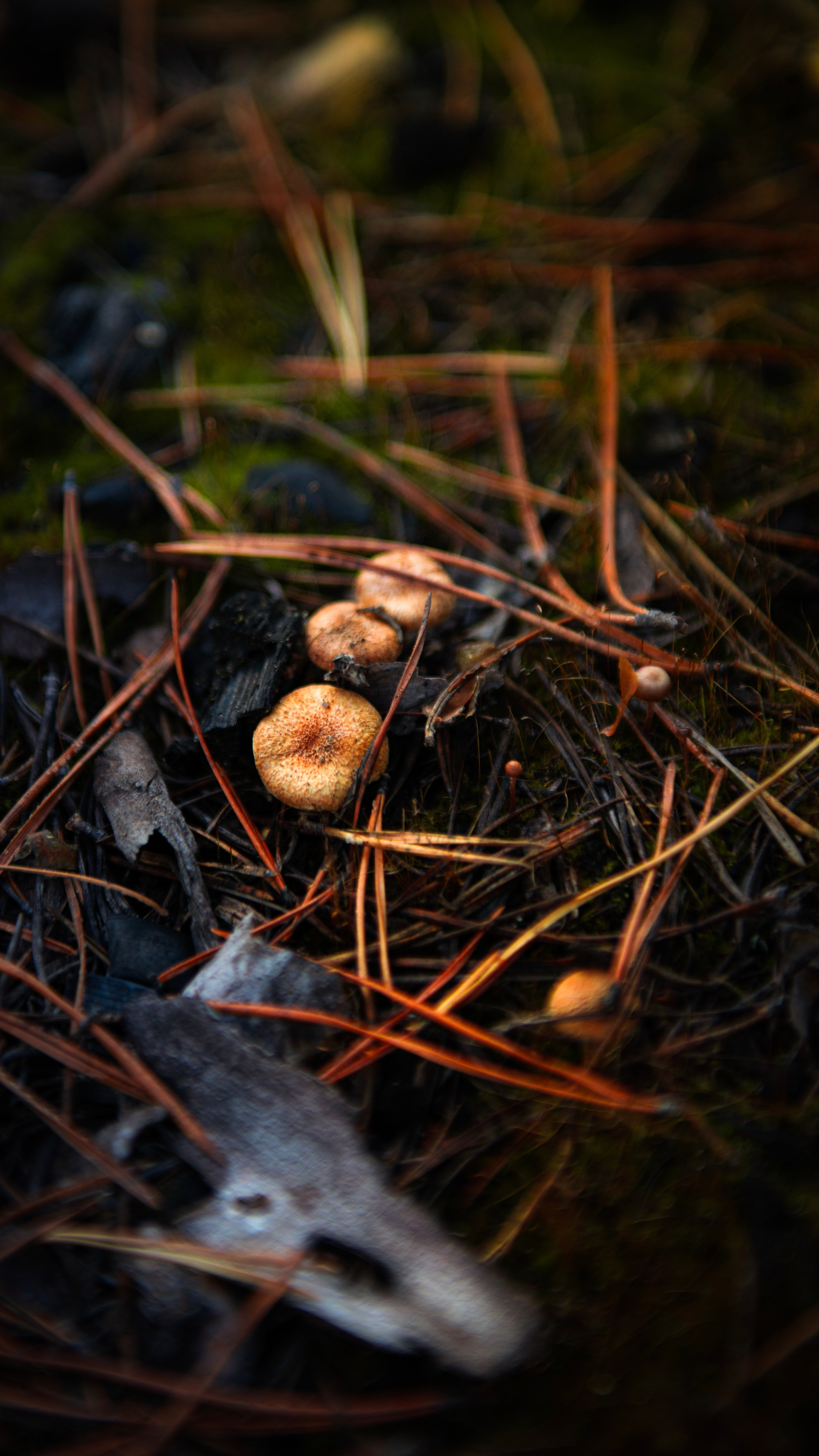 Прогулка. Профессиональная High-End Ретушь | Ретушер и предметный фотограф Алла Белова