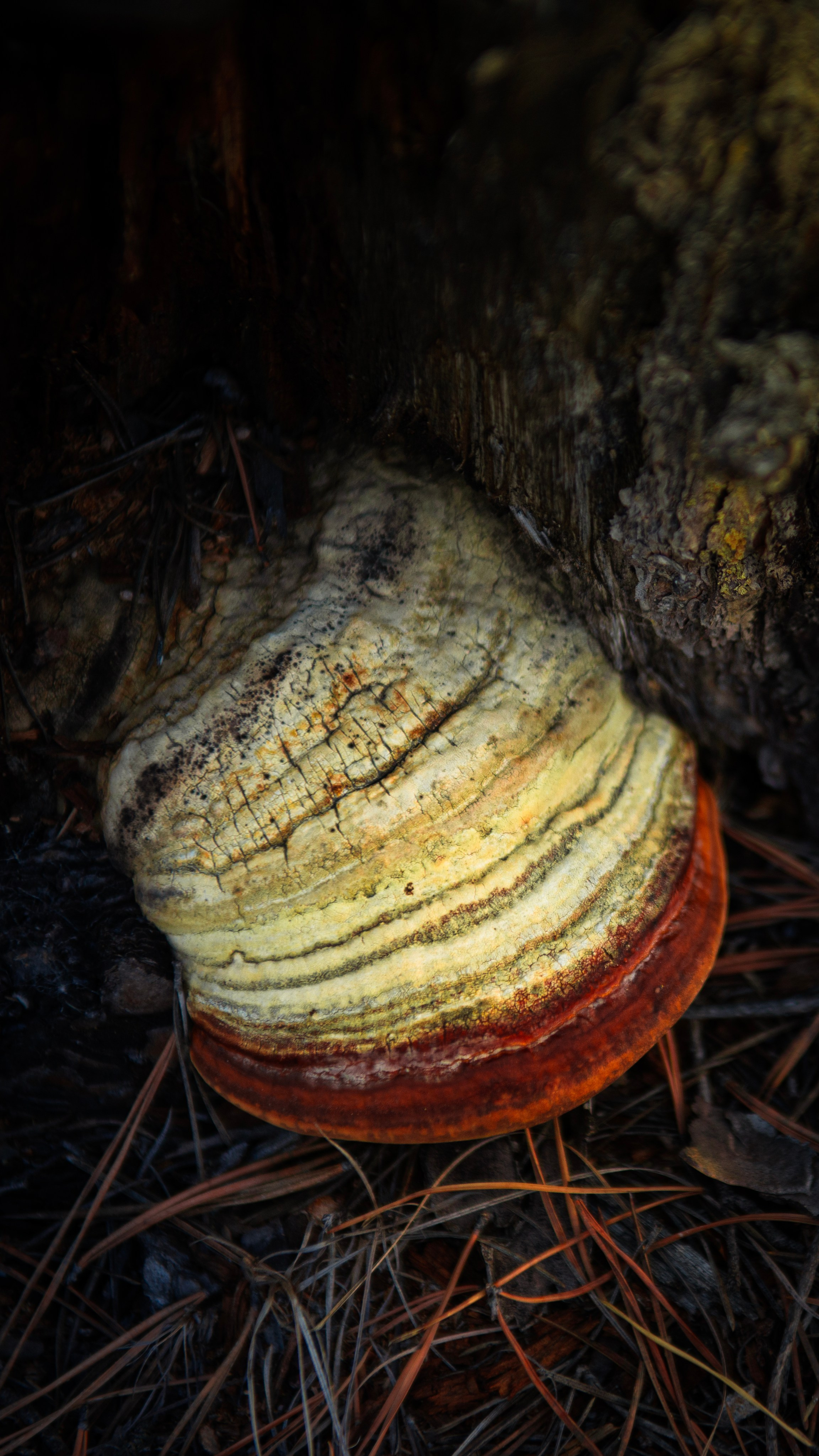 Прогулка. Профессиональная High-End Ретушь | Ретушер и предметный фотограф Алла Белова