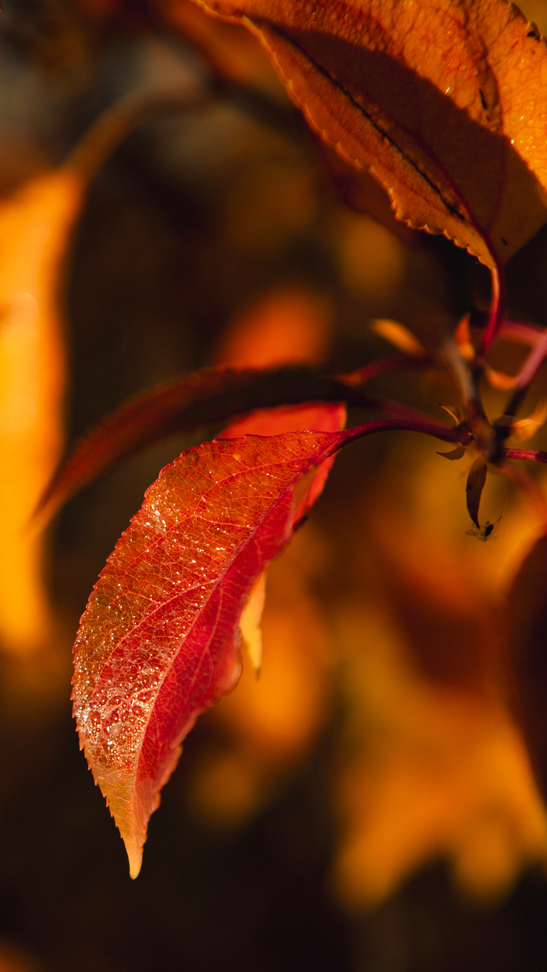 Прогулка. Профессиональная High-End Ретушь | Ретушер и предметный фотограф Алла Белова