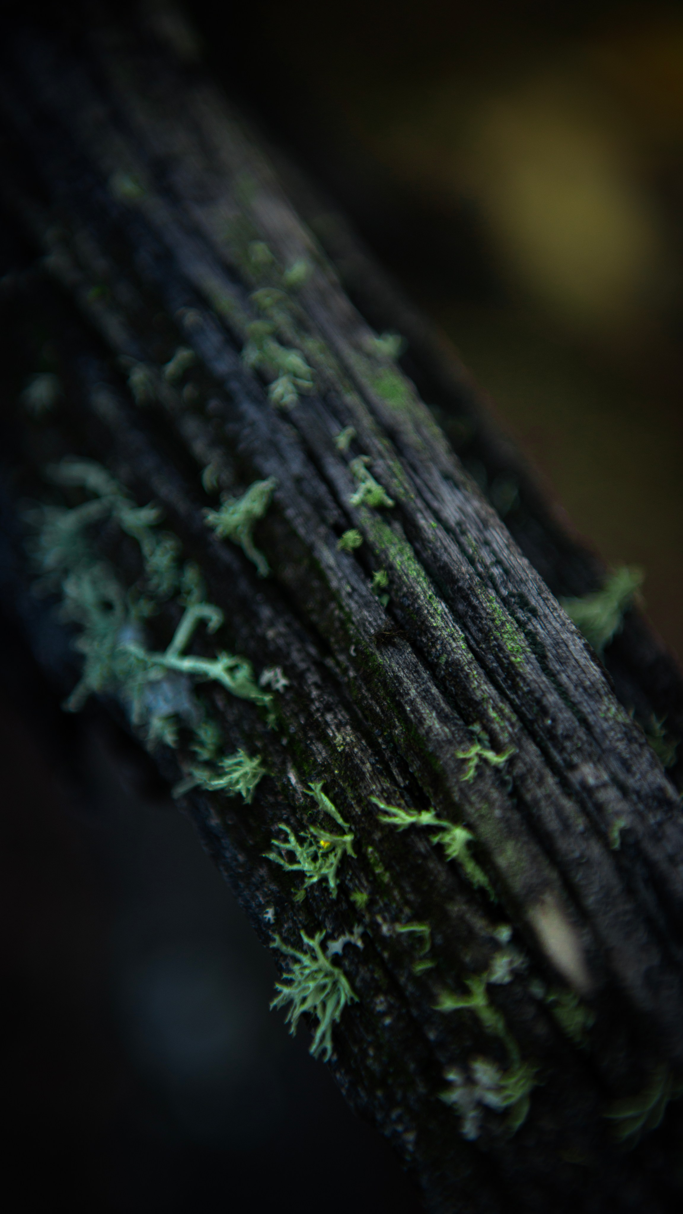 Прогулка. Профессиональная High-End Ретушь | Ретушер и предметный фотограф Алла Белова