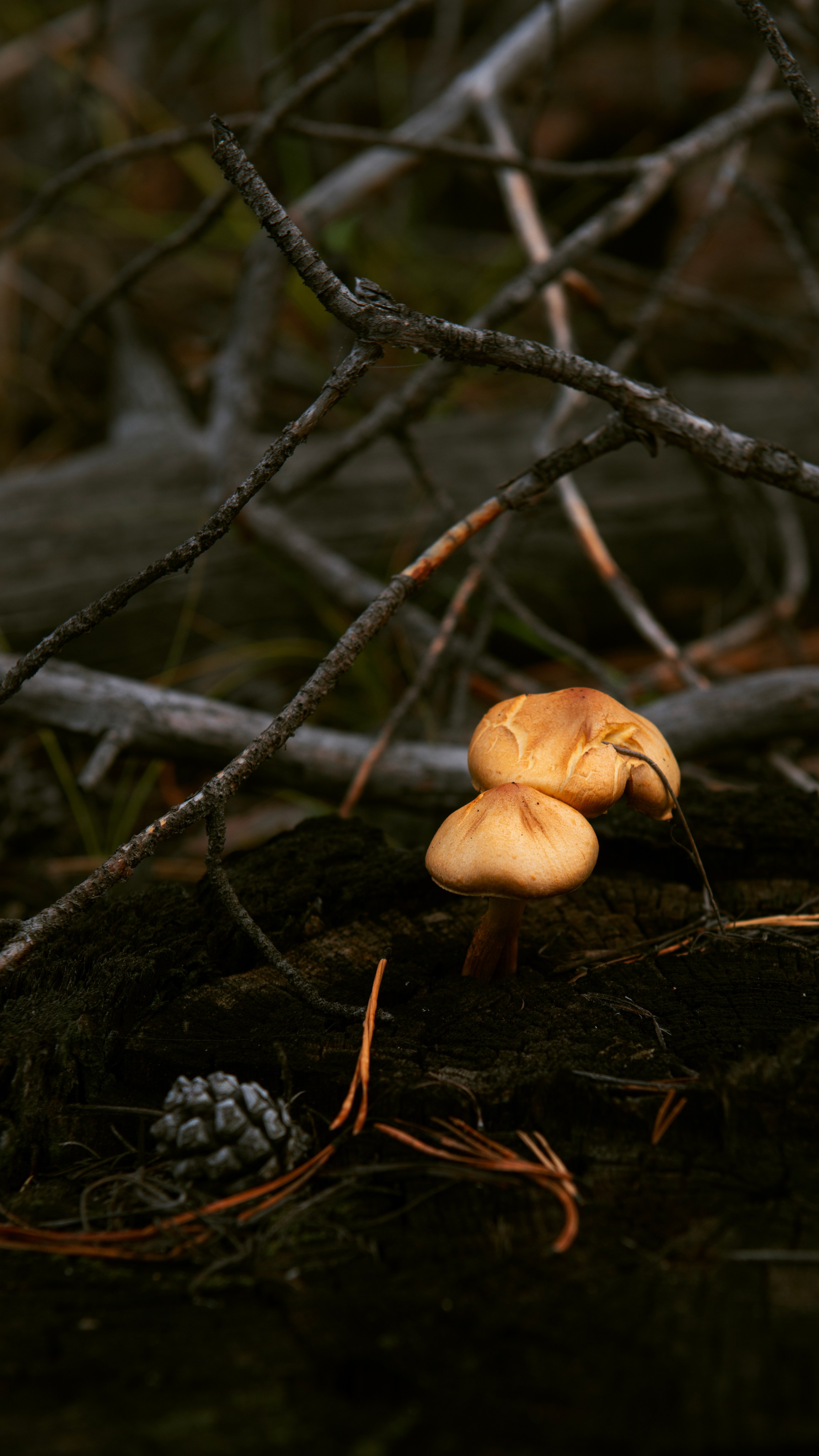 Прогулка. Профессиональная High-End Ретушь | Ретушер и предметный фотограф Алла Белова