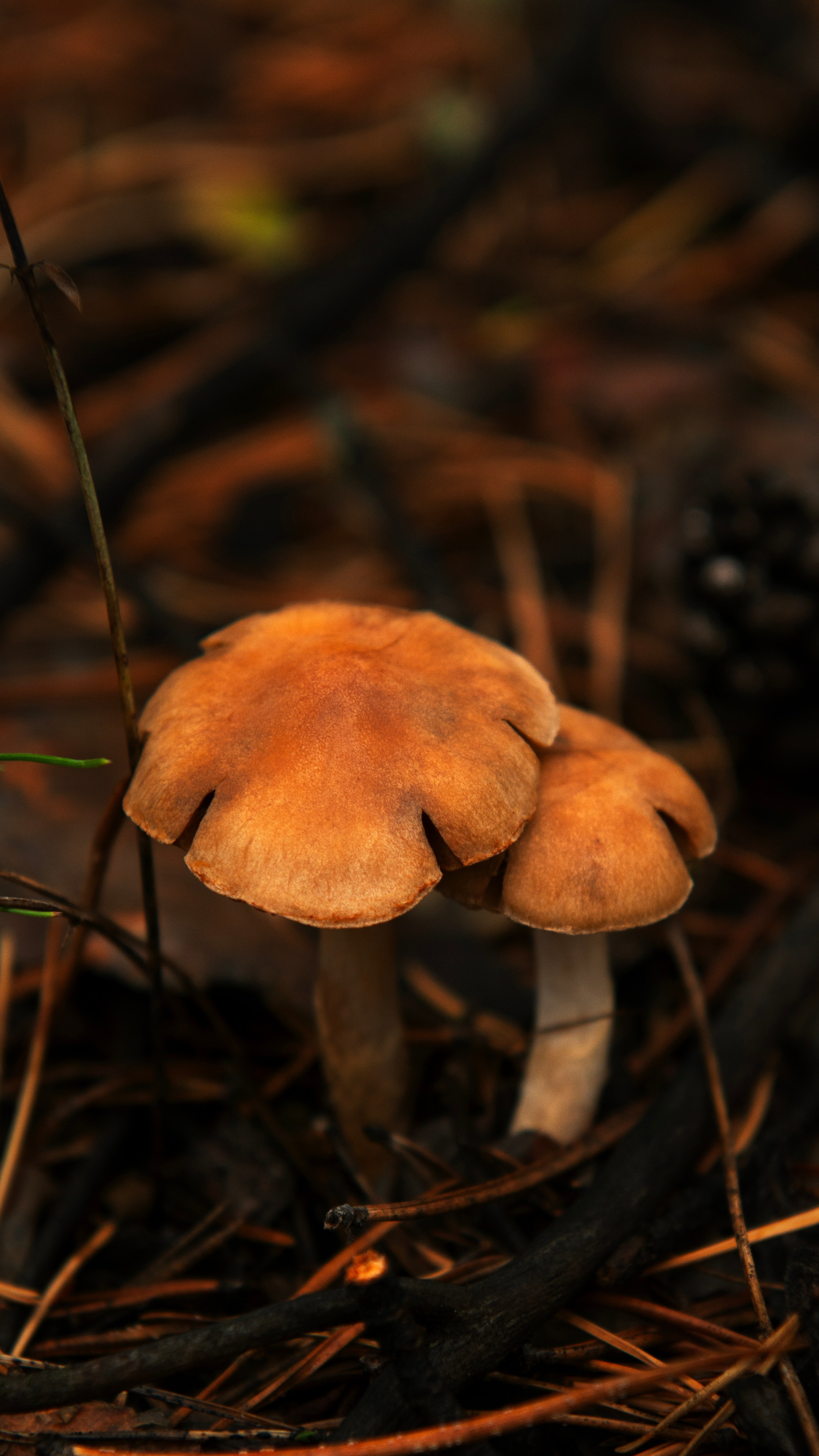 Ну вот как эту красоту не показать? А точнее, как о ней рассказать, если не показать?. Профессиональная High-End Ретушь | Ретушер и предметный фотограф Алла Белова