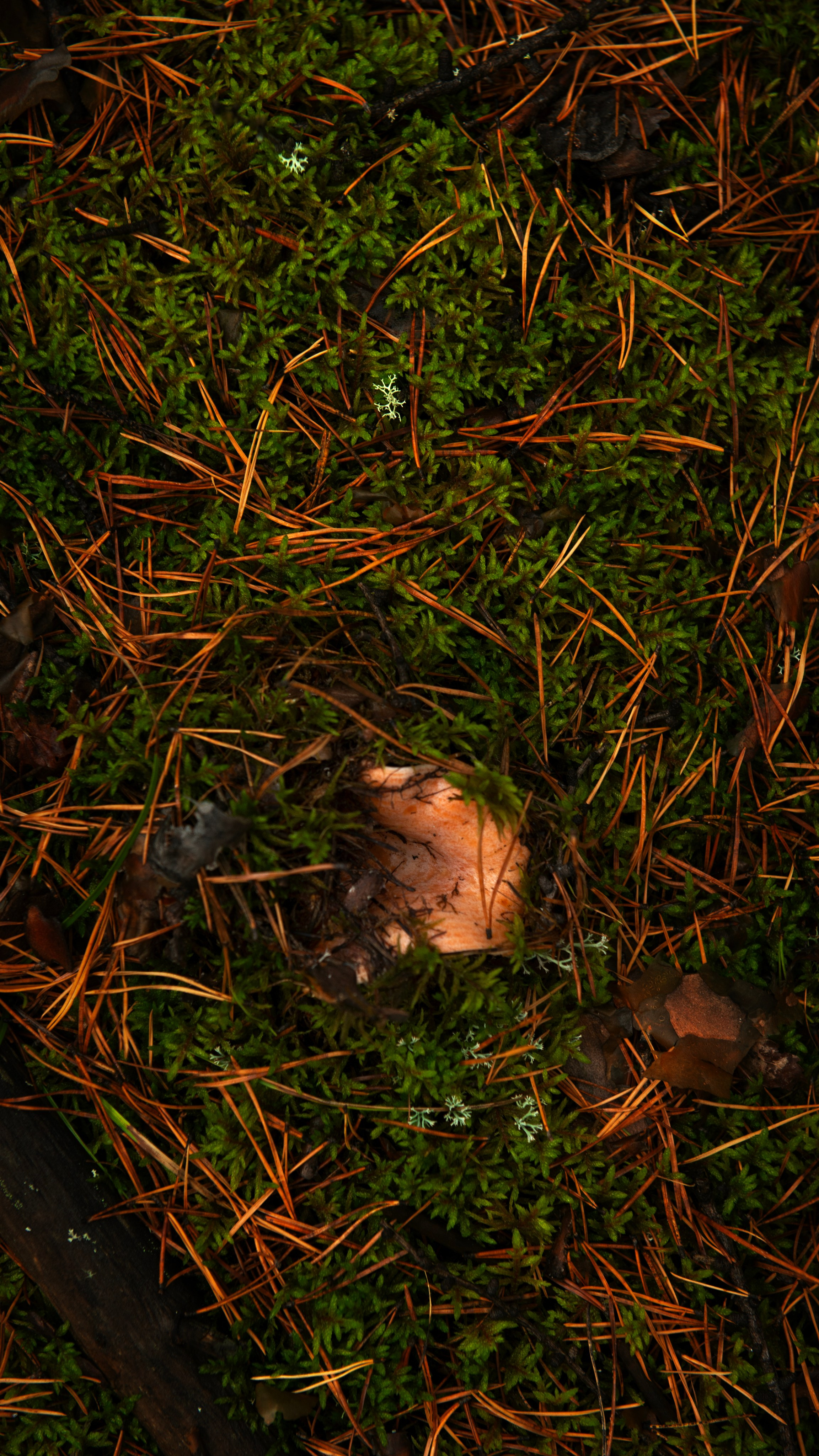 Ну вот как эту красоту не показать? А точнее, как о ней рассказать, если не показать?. Профессиональная High-End Ретушь | Ретушер и предметный фотограф Алла Белова