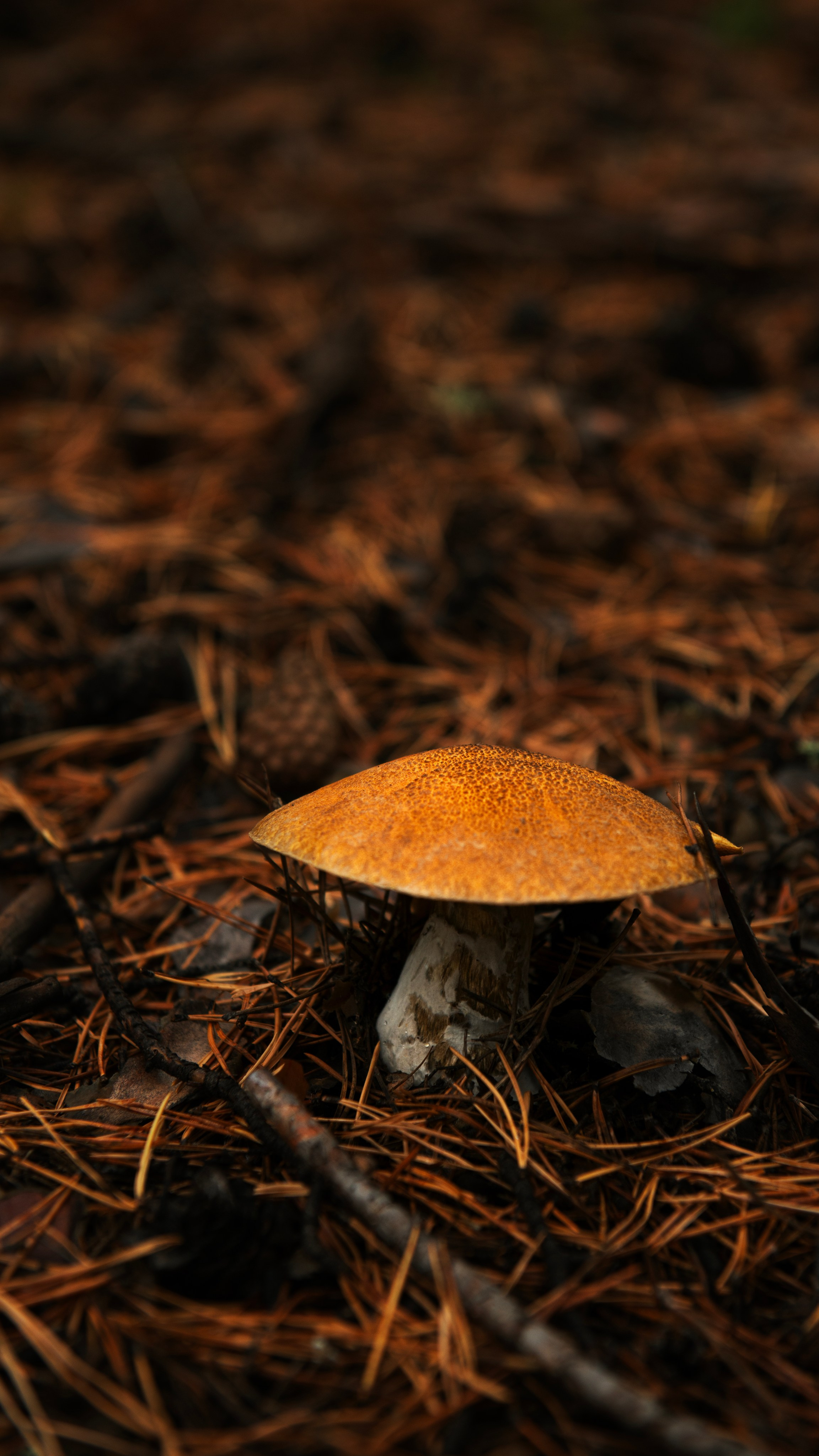 Ну вот как эту красоту не показать? А точнее, как о ней рассказать, если не показать?. Профессиональная High-End Ретушь | Ретушер и предметный фотограф Алла Белова