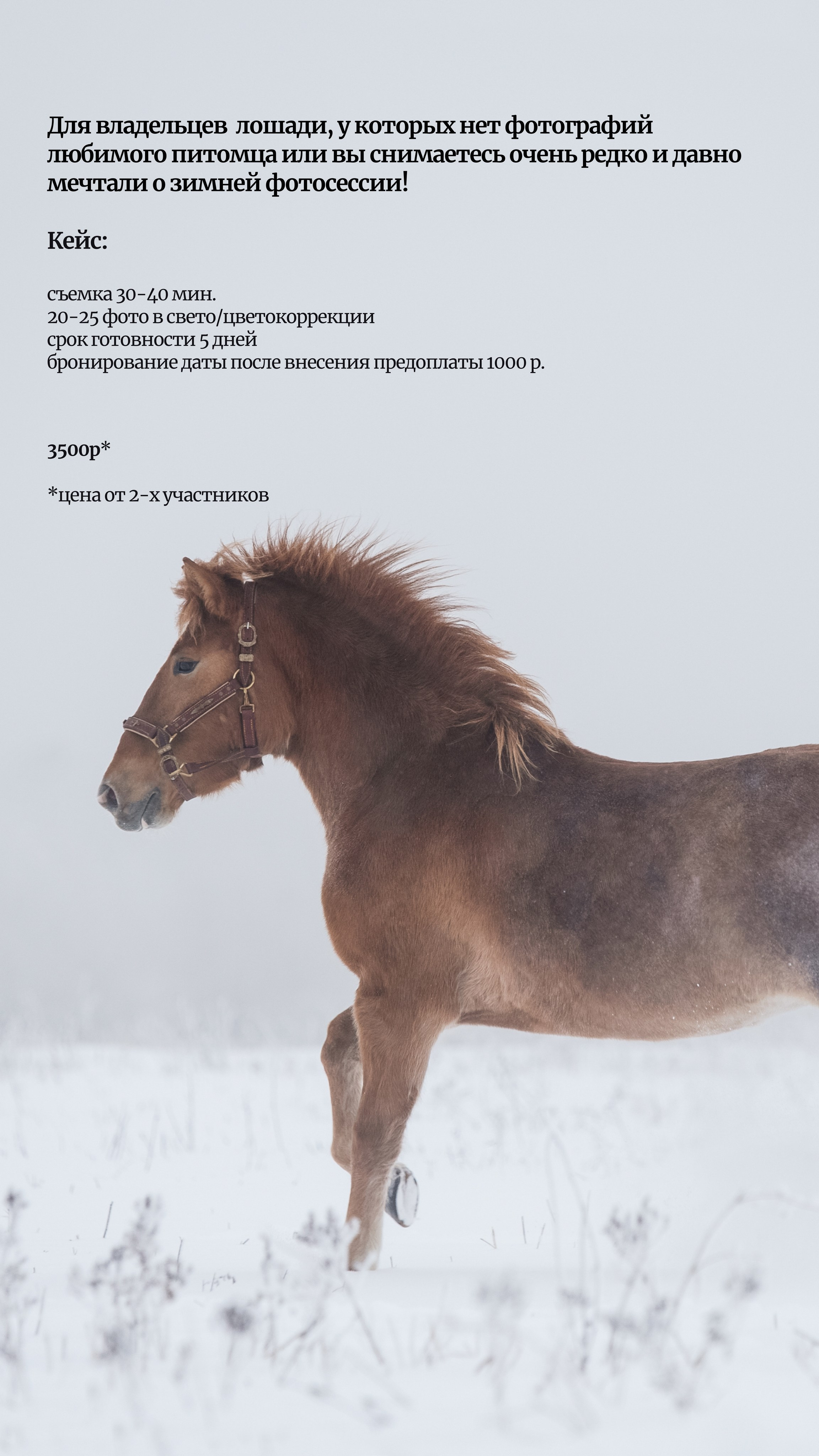 фотосессия с символом года, символ года, символ 2026 года, год лошади, Портретная съемка, портрет конника, портрет всадника, съемка проекта, фотография, фотограф спб, портретный фотограф спб, студийная съемка, фотосессия недорого, фотограф спб, недорого фото съемка в студии, профессиональный фотограф, фотограф питер, фотосет, фотосессия, съемка с лошадью, фотосессии с лошадьми, конный фотограф, конная фотография, фото с лошадью, спецпредложение
