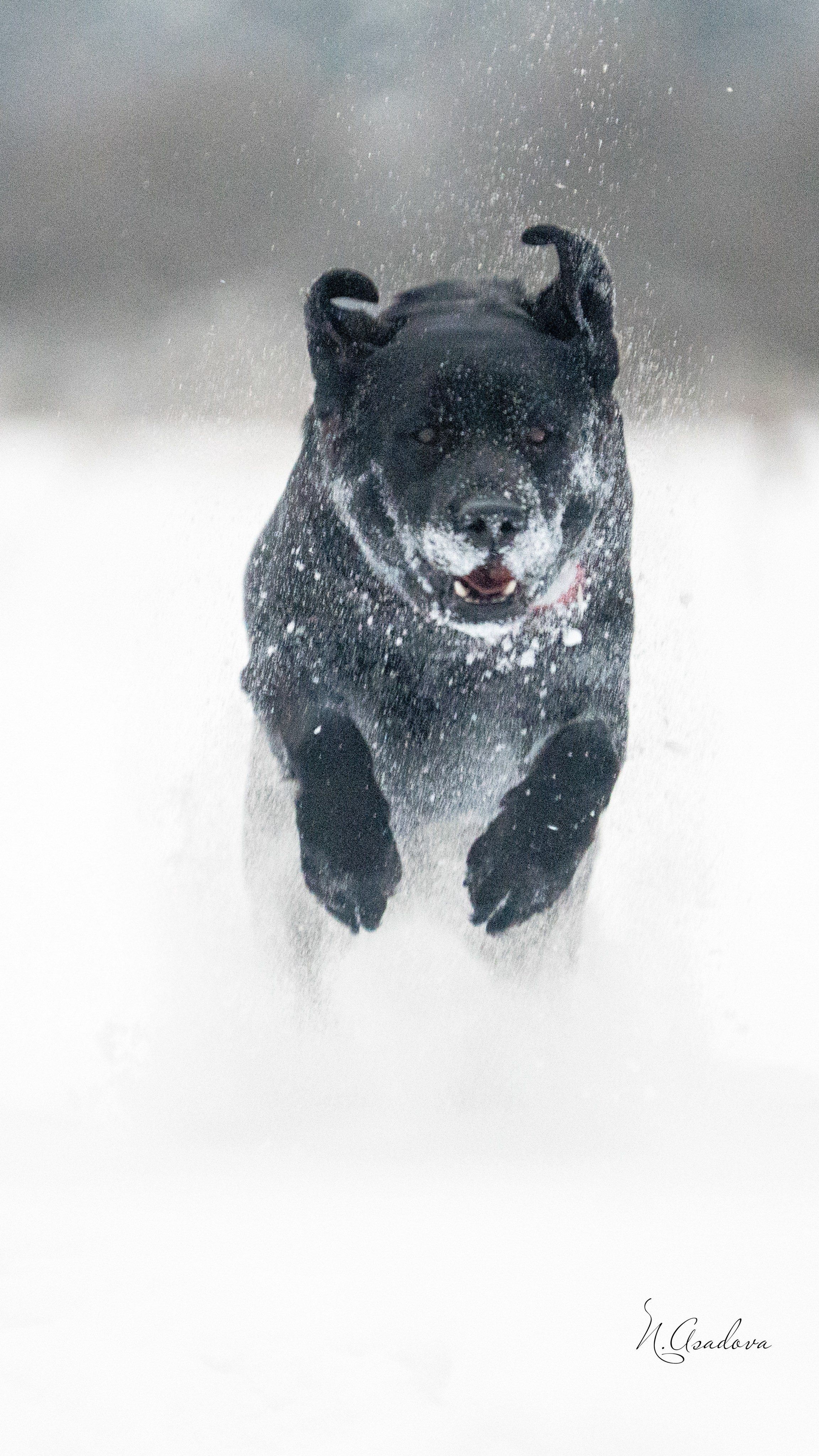 Услуги. Фотограф-анималист Асадова