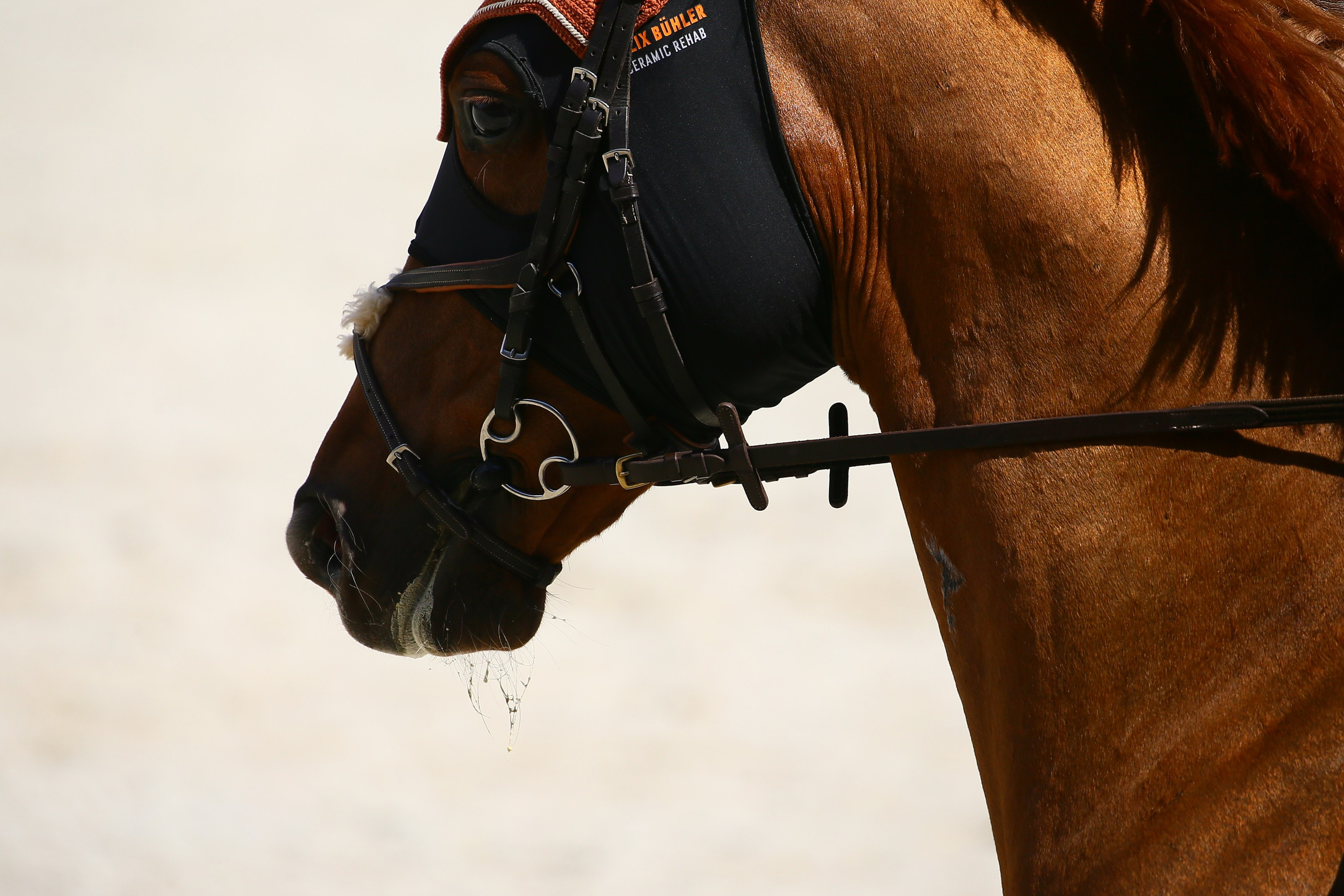 Купить фотографии с турниров. KatymartArt — Equine photography