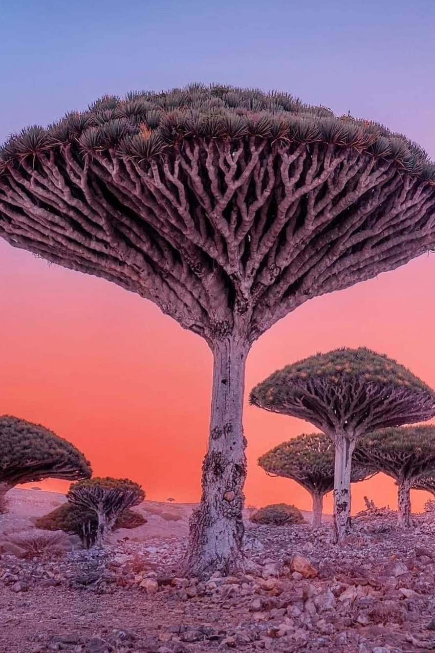 Сокотра!. Путешествуем вместе