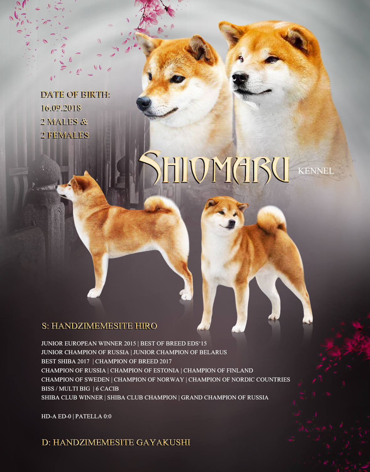 LITTERS. SHIOMARU Shiba and Akita Inu Kennel