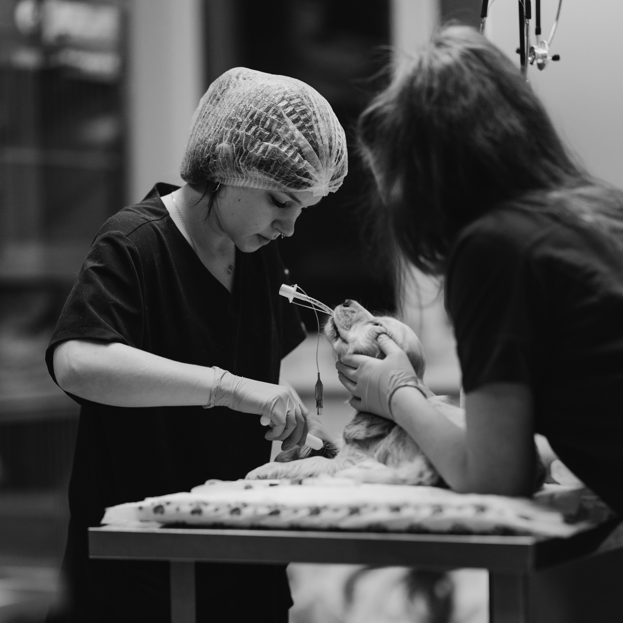 VetLife. Татьяна Афонина | Фотограф