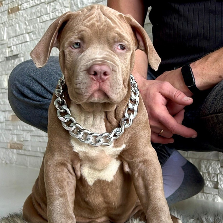 продажа щенков Американского булли XL	в Питере, официальный питомник American Bully XL	в Питере, официальный питомник Американских булли XL	в Питере, официальный питомник амбулли XL	в Питере, купить щенка из официального питомника американских булли XL	в Питере, продажа щенков амбулли XL	в Питере, продажа амбулли XL	в Питере, 
