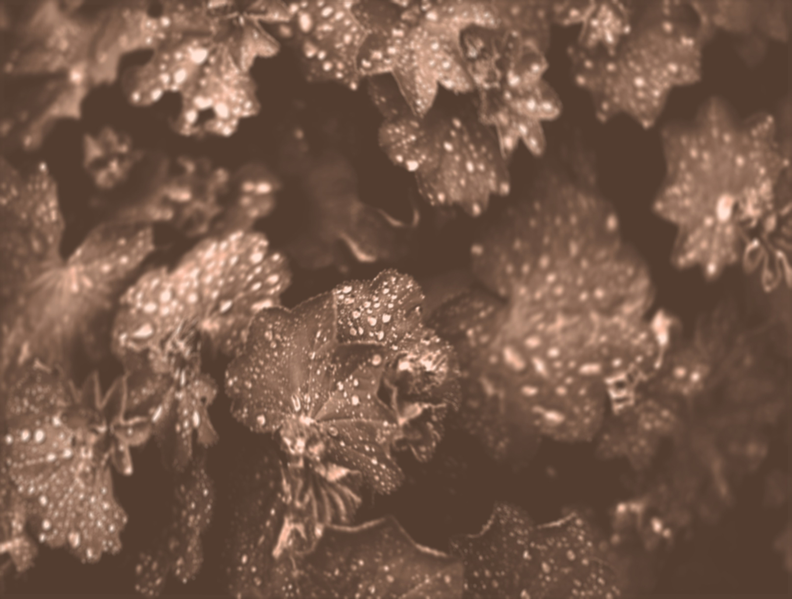 Галереи, выставки, арт-проекты. Visual artist, photographer Liana Darenskaya, Moscow