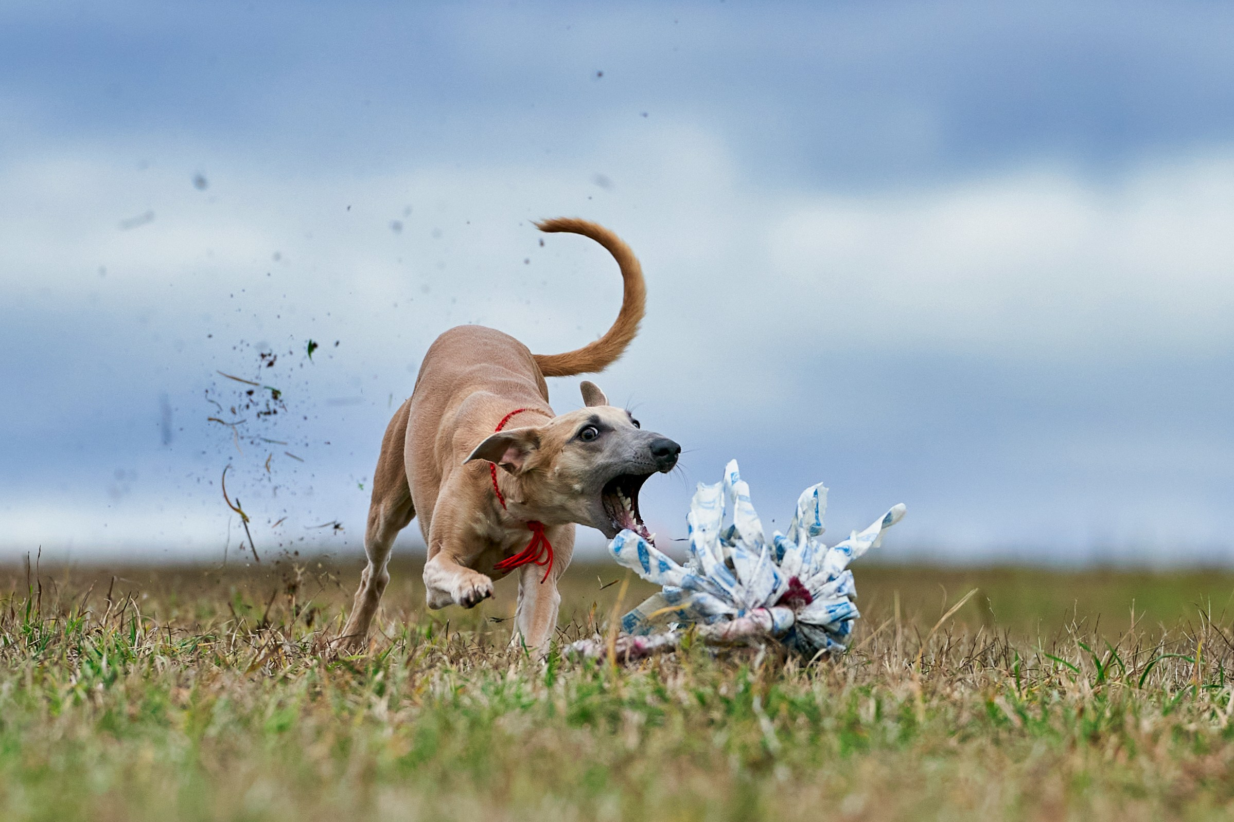 Фотограф-анималист Михаил Манухин