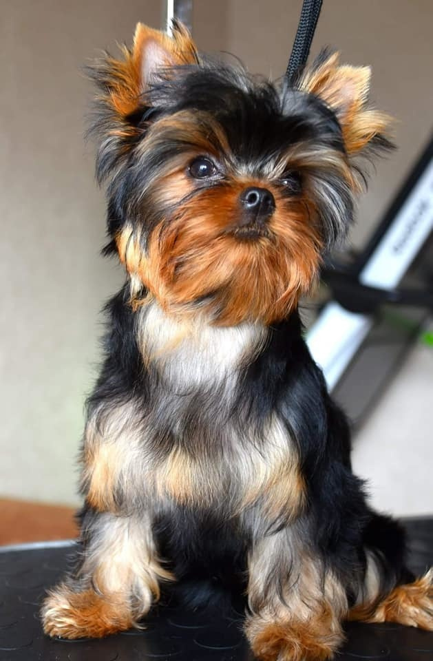 МИТТЭН СКАЙ ЗОИ САЛДАНА. Питомник Йоркширских терьеров Дэнстайл в Санкт-Петербурге заводчик Тих