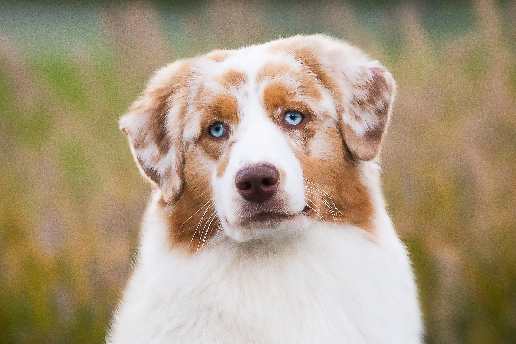 СУКИ. Питомник австралийских овчарок «APPLEDORE»