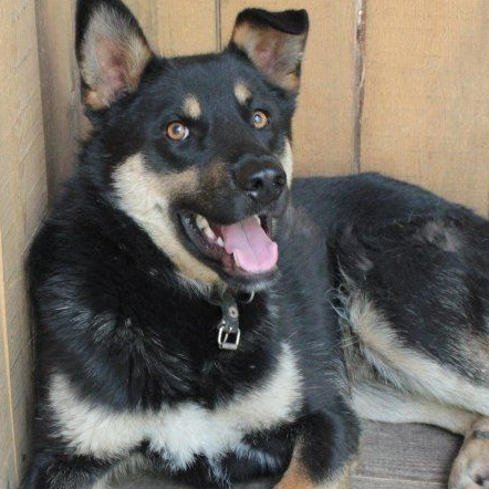 Жители «Анкор». Конные прогулки в клубе «Анкор» — Омск