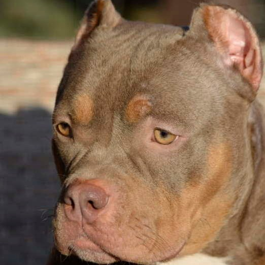 Камелия - американский булли покет