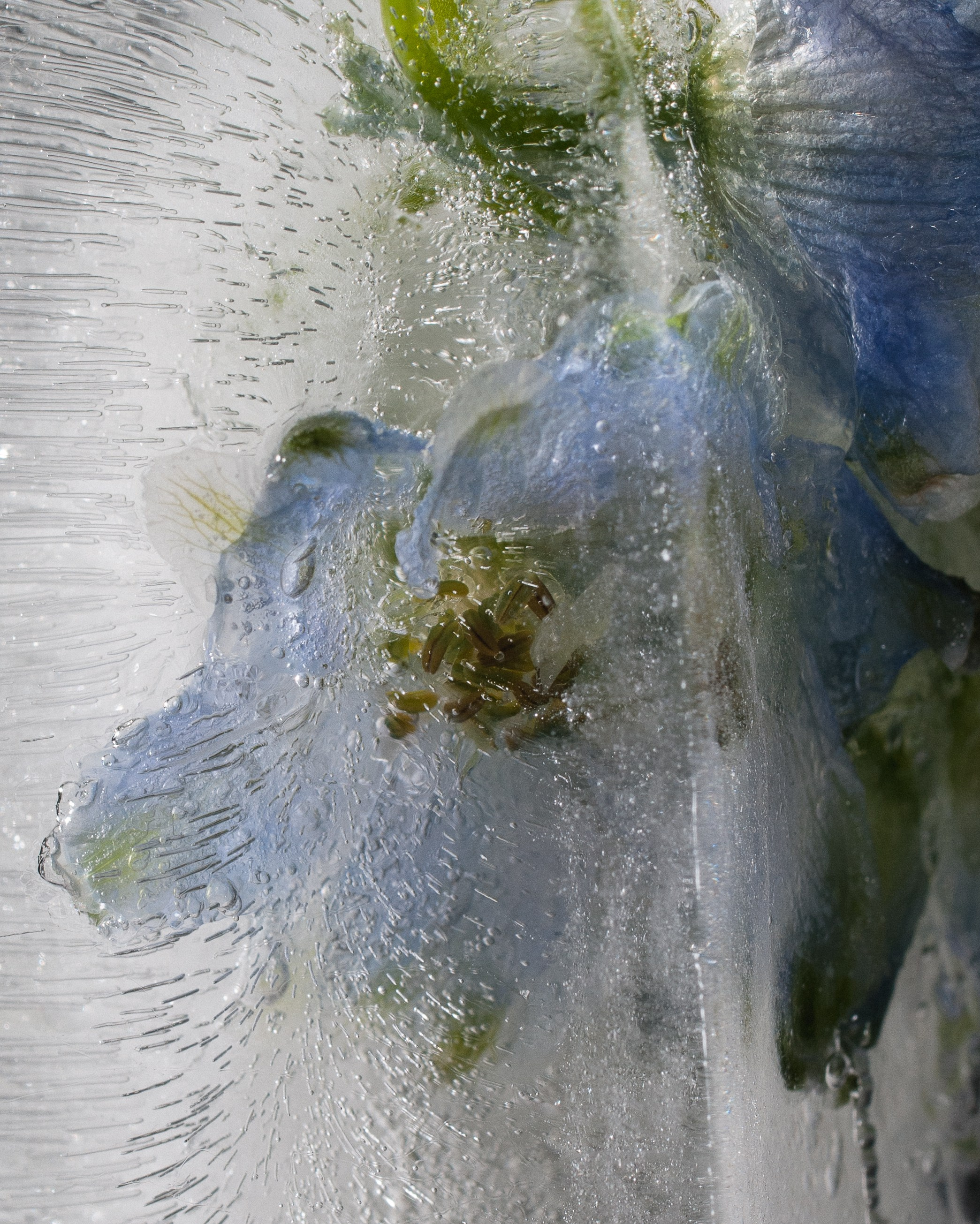 FFF — Frozen Fairy Flower. Фотограф в Санкт-Петербурге Анна Гончар