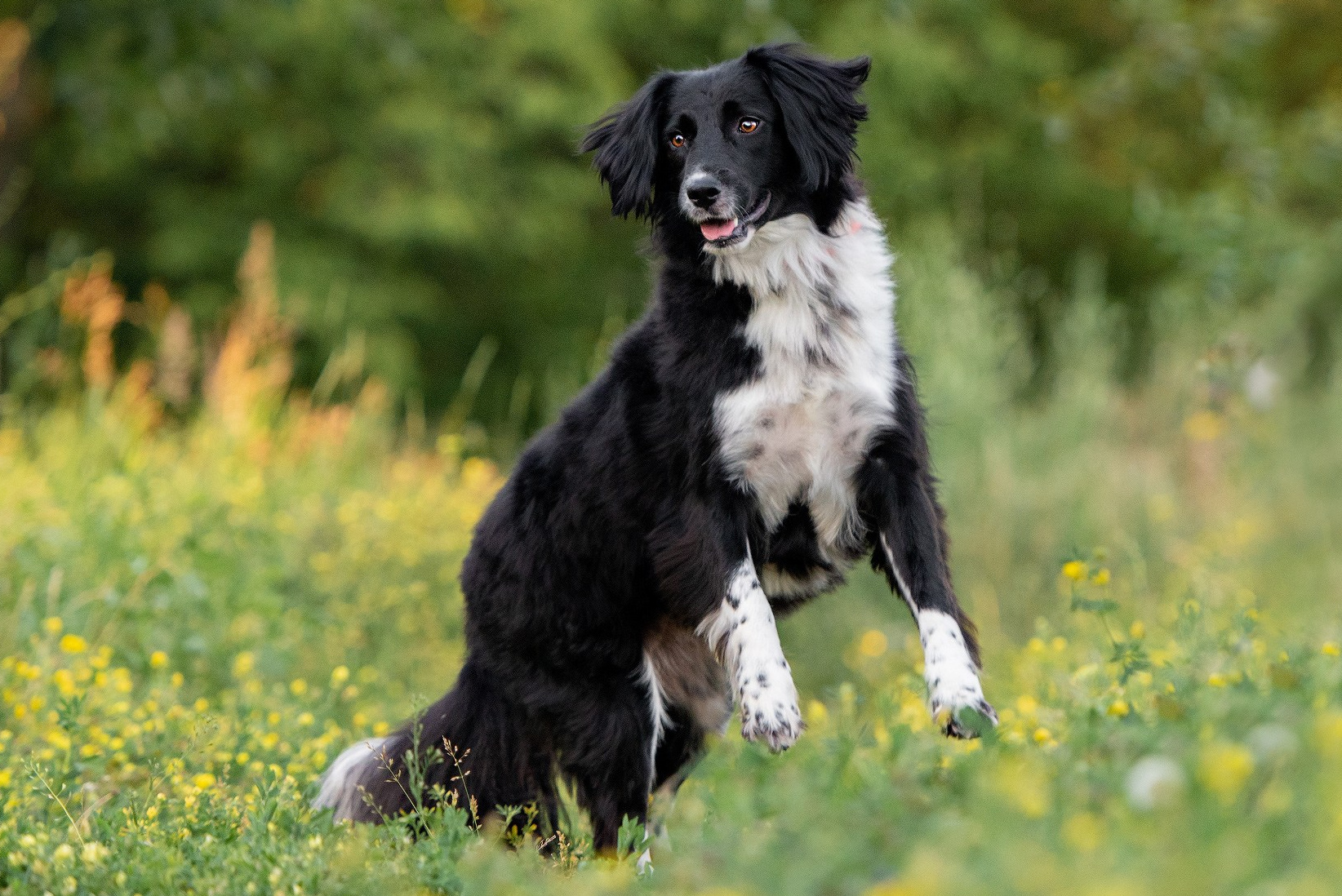 Фотосессия собаки на пристройство. Фотограф собак в Москве и Московской области Иванушкина Мария
