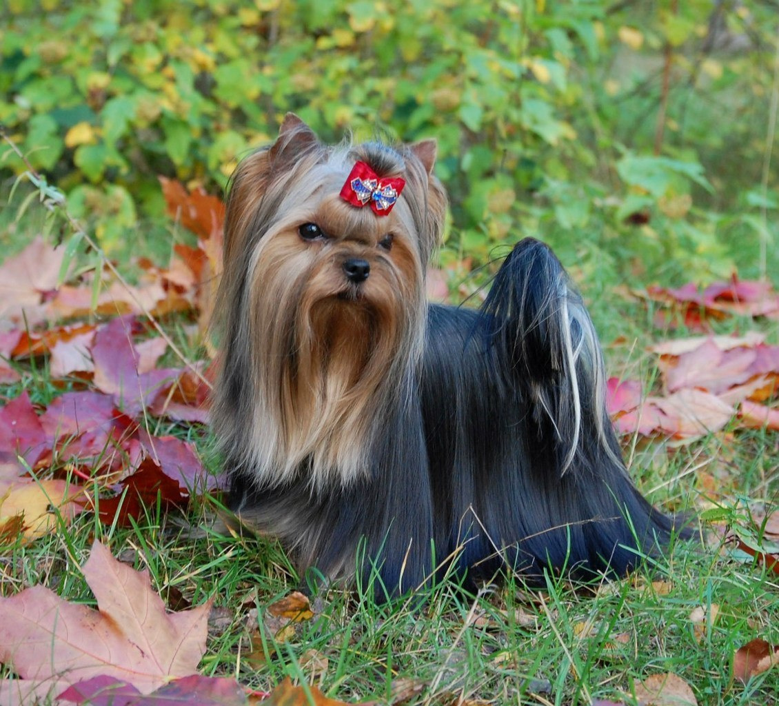 Xcalibr Stribrne Prani. Питомник Йоркширских терьеров Дэнстайл в Санкт-Петербурге заводчик Тих