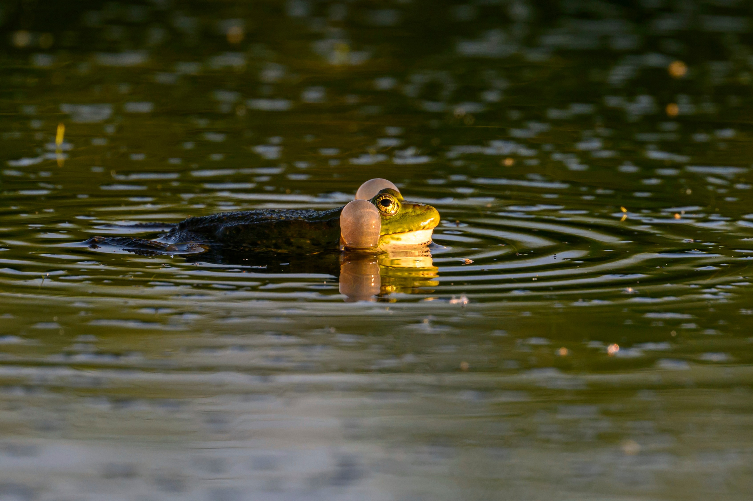 Жабы!. Wildlife photography by Sergey Puponin