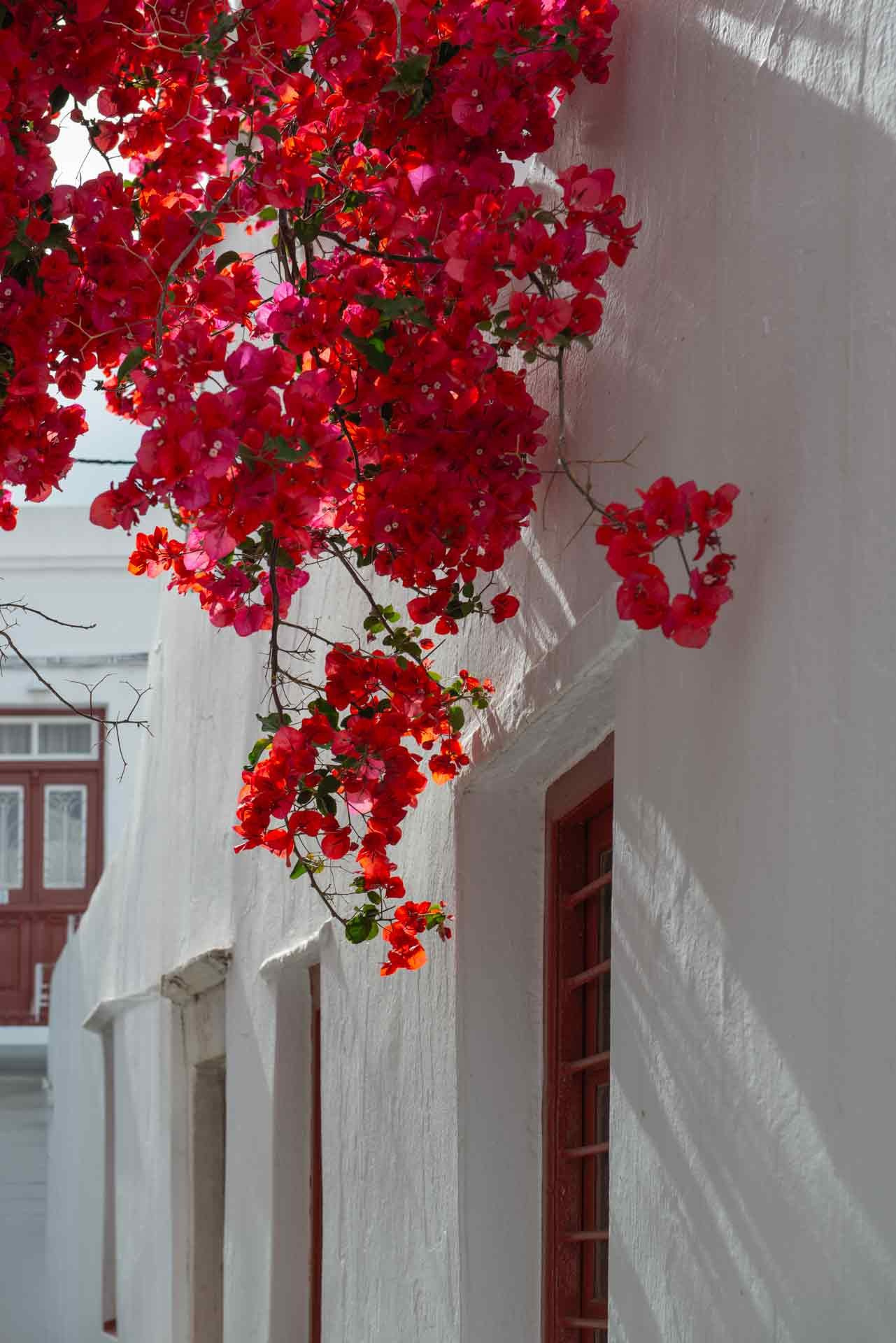 Фотография в интерьере — влияние визуальных образов на пространство | Талилула фотограф