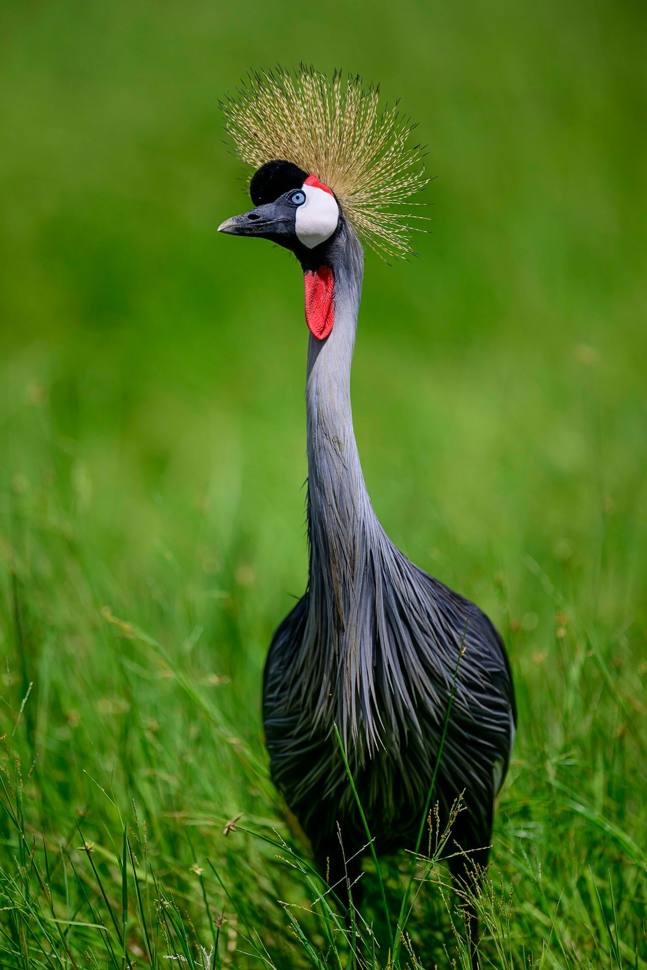Венценосный журавль. Фотограф Сергей Пупонин