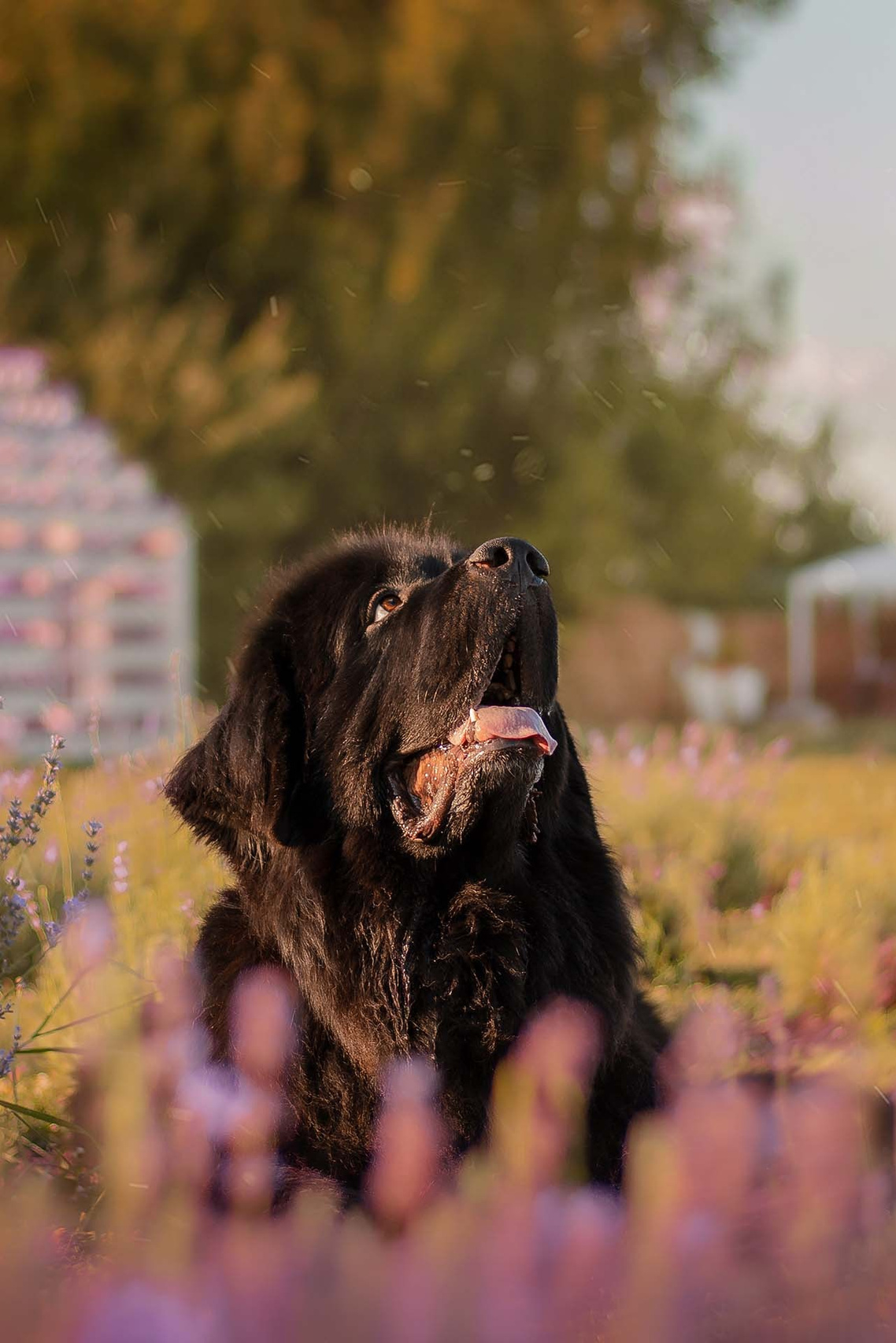 Услуг и стоимость фотосессий фотографа из Воронежа Алины Ивановой. Фотограф — анималист Алина Иванова