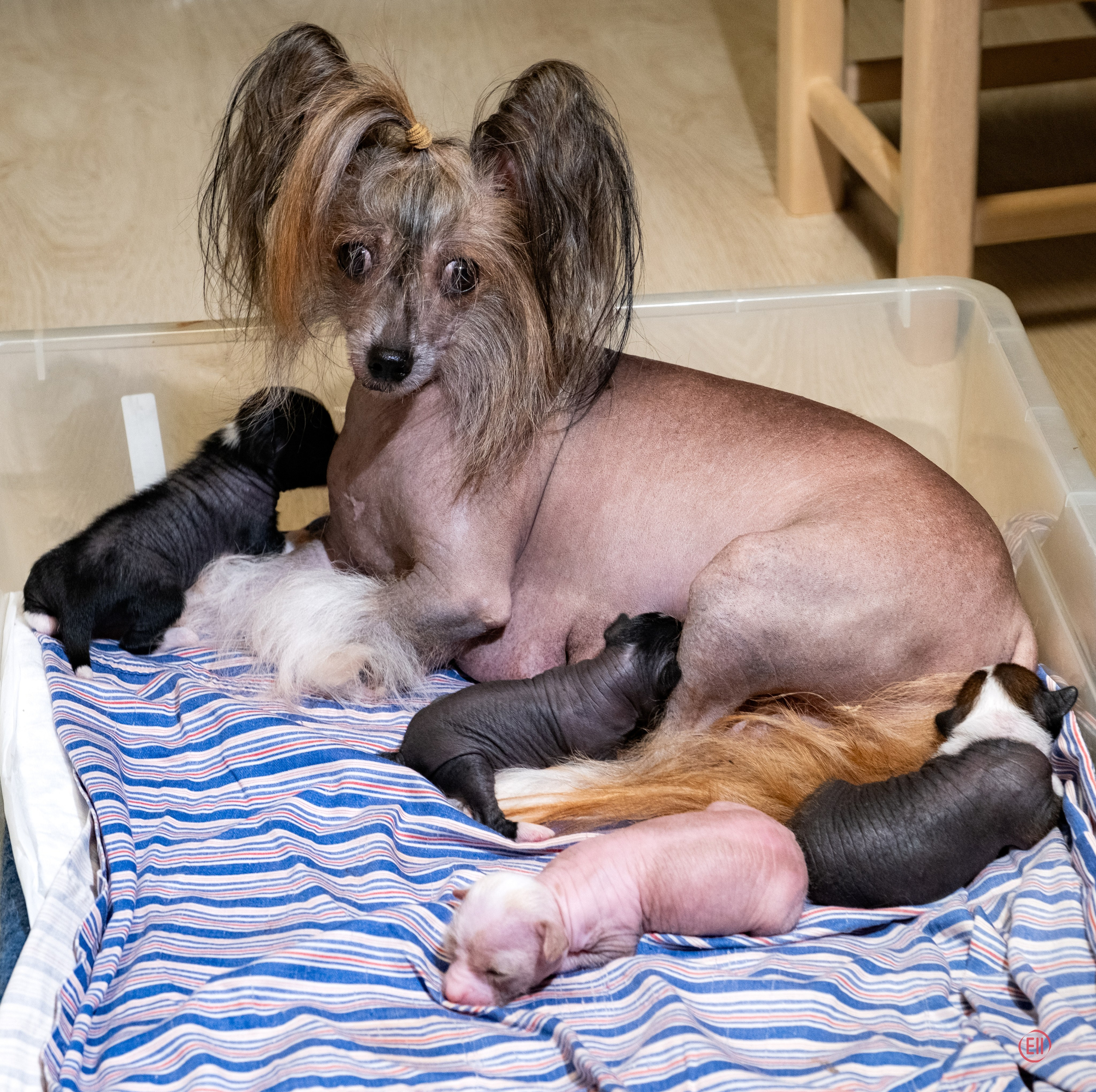 Chinese Crested Dog Kennel Poale Ell