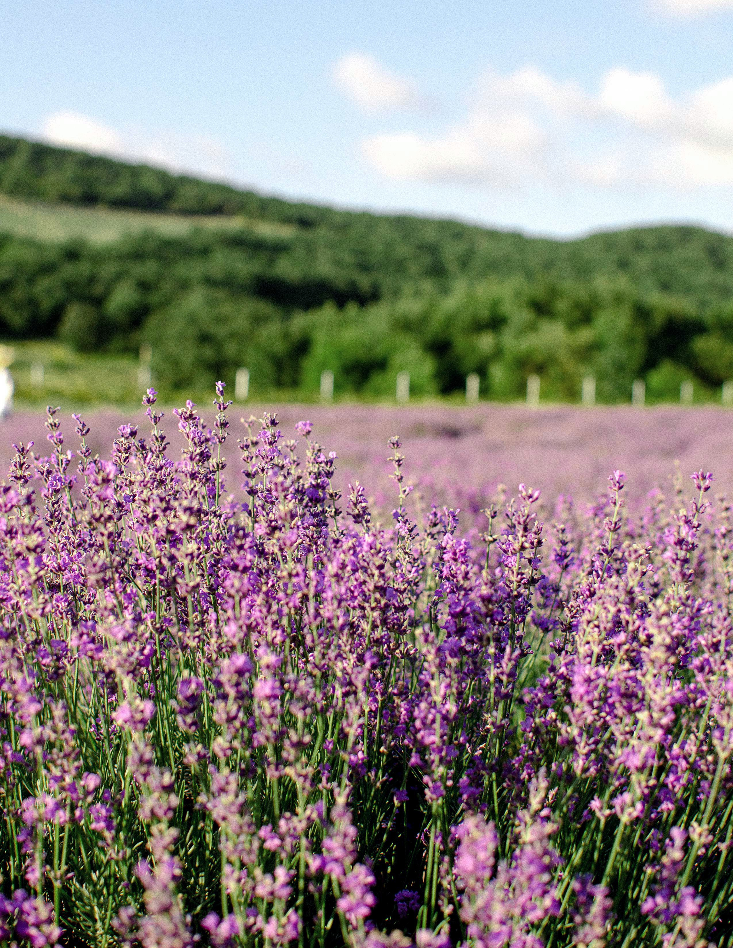 Лавандовое поле в Анапе